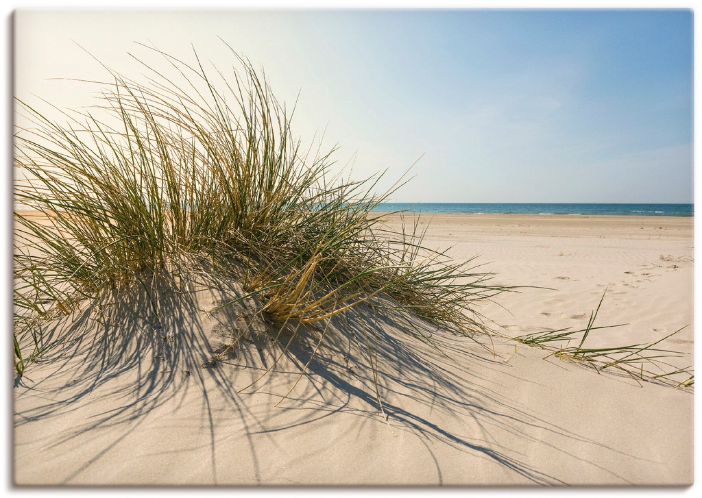 Artland Wandbild "Strandgras", Küste, (1 St.), als Alubild, Outdoorbild, Le günstig online kaufen