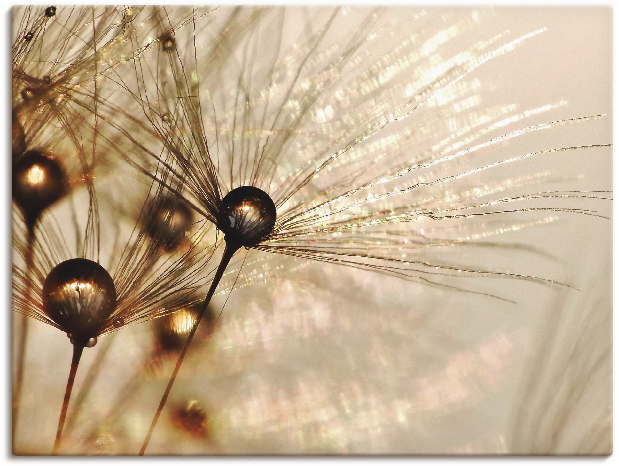 Artland Wandbild "Pusteblume Goldener Tropfen", Blumen, (1 St.), als Alubil günstig online kaufen