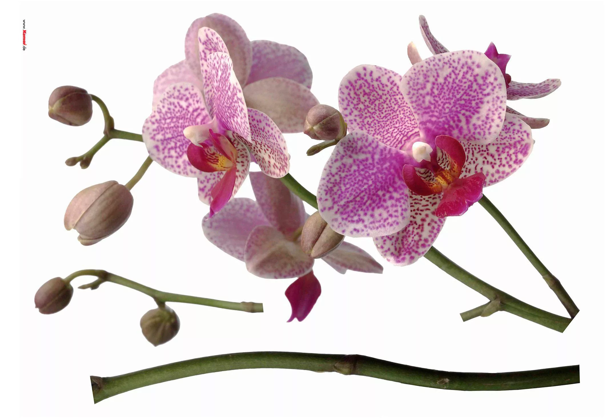 Komar Wandtattoo "Orchidee", 100x70 cm (Breite x Höhe), selbstklebendes Wan günstig online kaufen