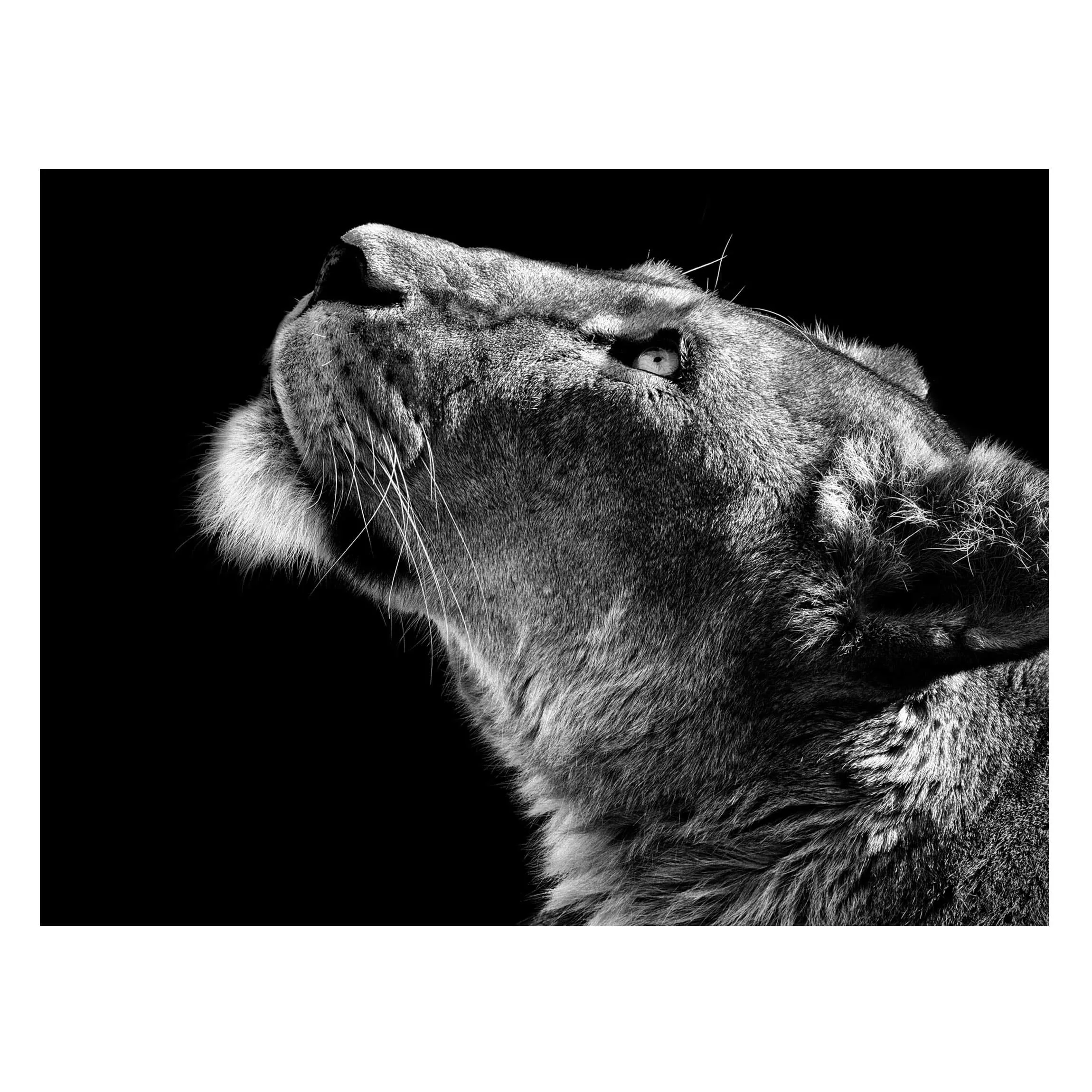 Magnettafel Tiere - Querformat 4:3 Portrait einer Löwin günstig online kaufen
