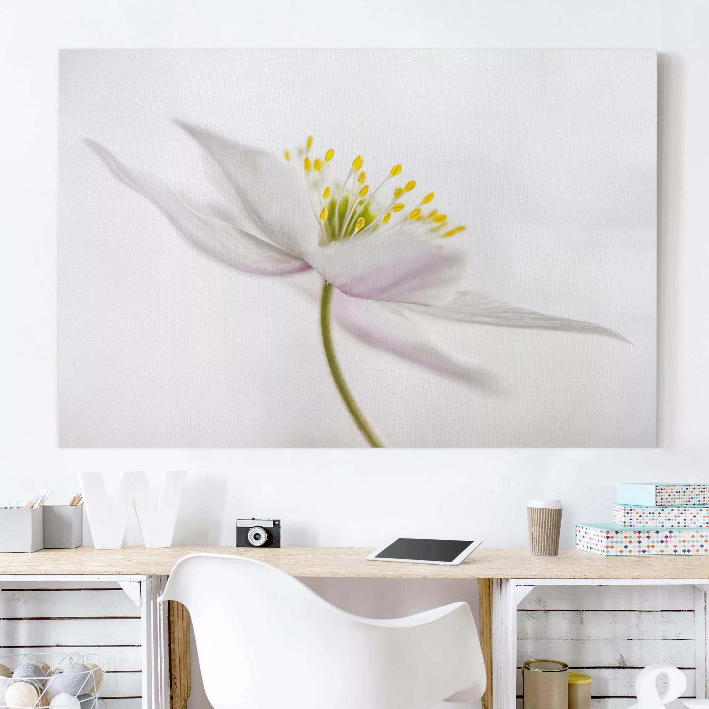 Leinwandbild Blumen - Querformat Nemorosa günstig online kaufen
