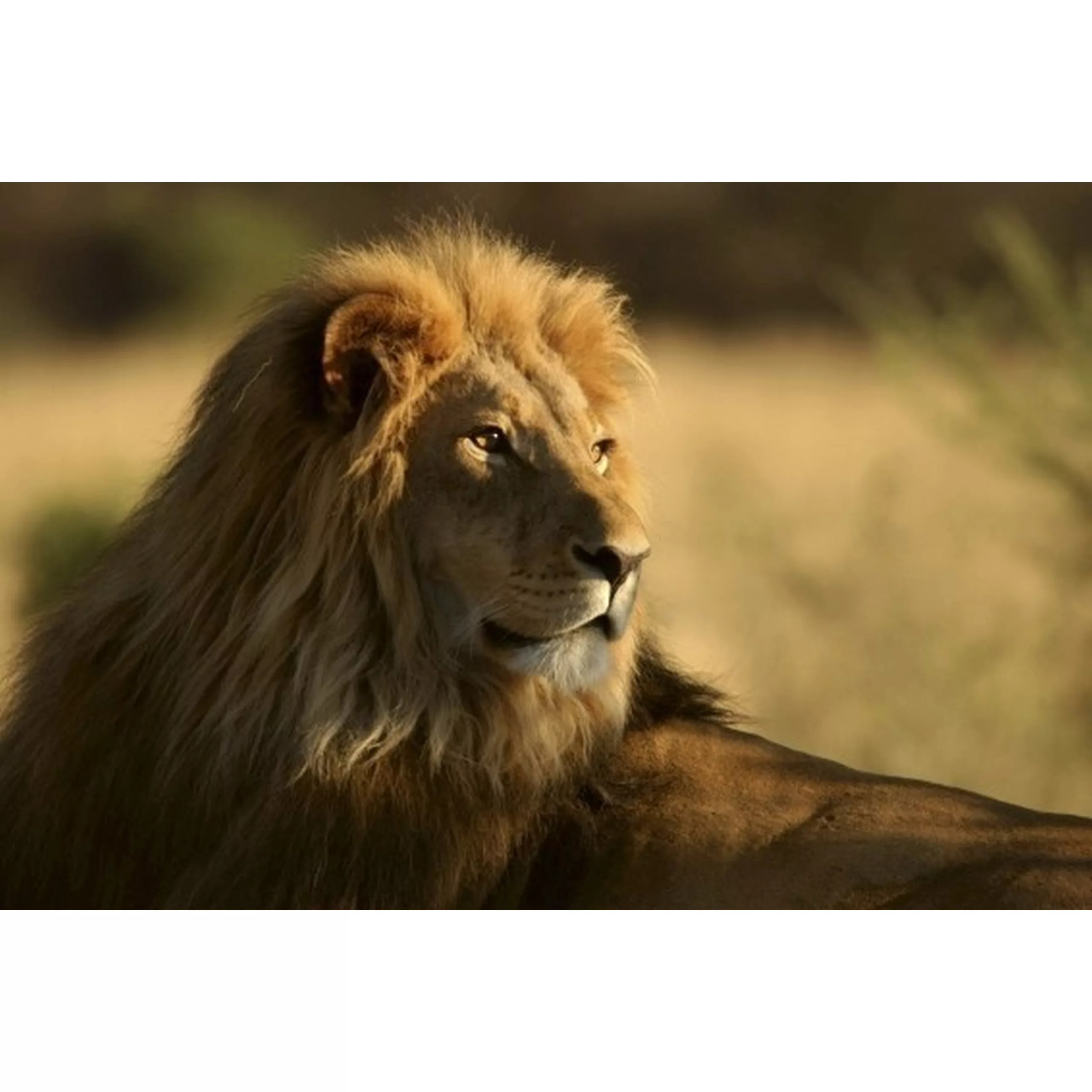 Fototapete LION  | MS-5-0231 | Braun | Digitaldruck auf Vliesträger günstig online kaufen