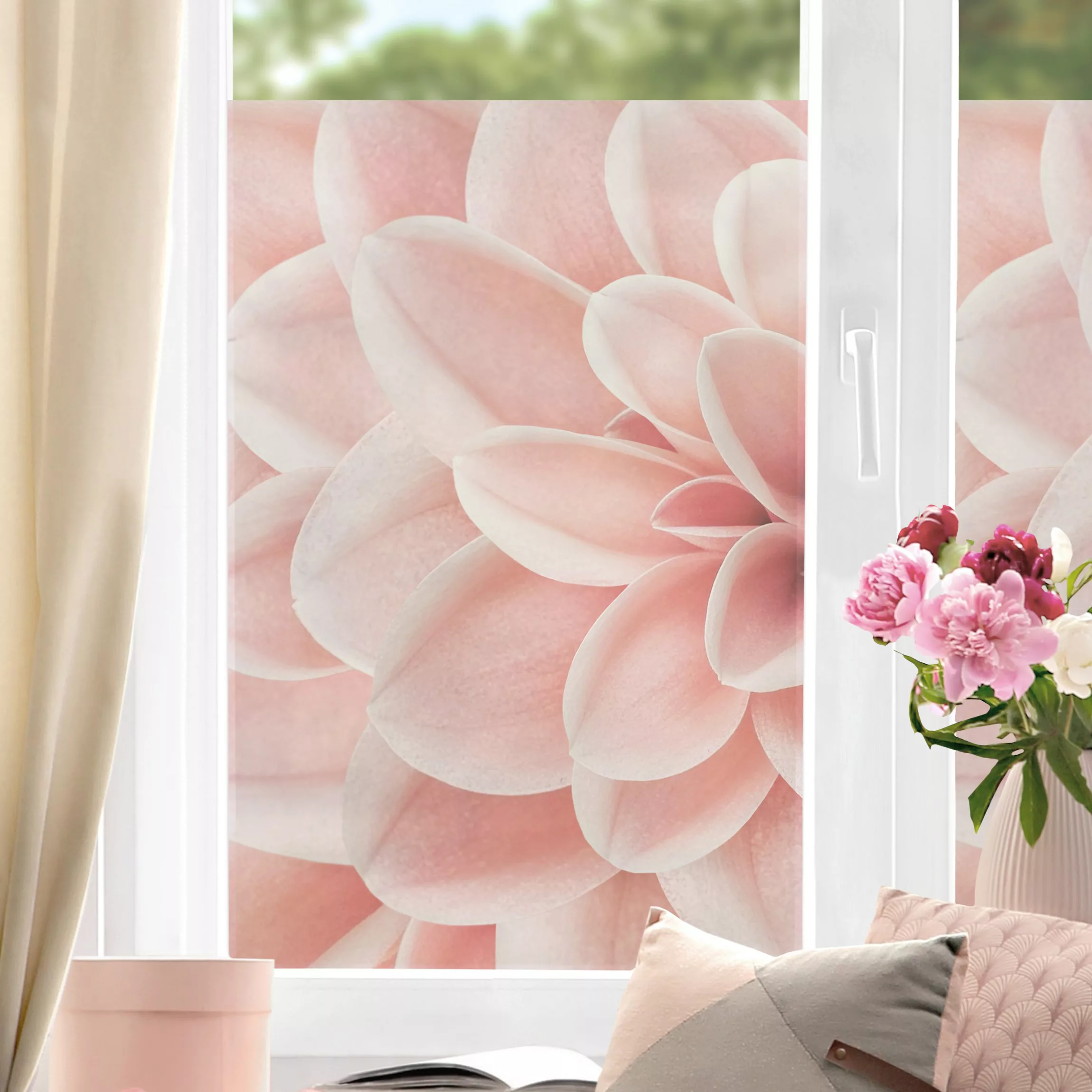 Fensterfolie Dahlie Rosa Blütenblätter Detail günstig online kaufen