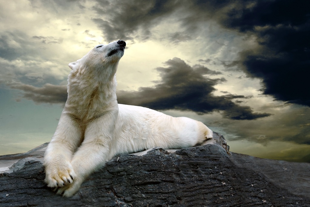 queence Wandsticker "White Bear", (1 St.), Selbstklebend, kinderleichte Anb günstig online kaufen