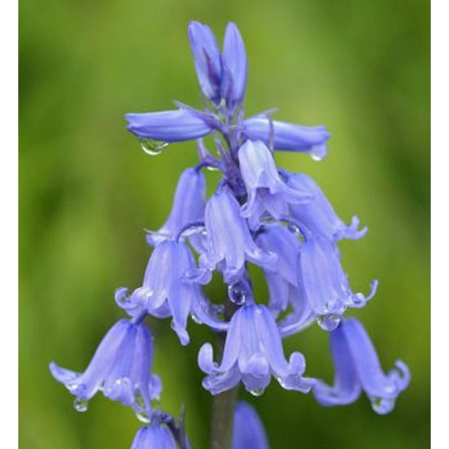 Glockenblaustern - Hyacinthoides hispanica günstig online kaufen