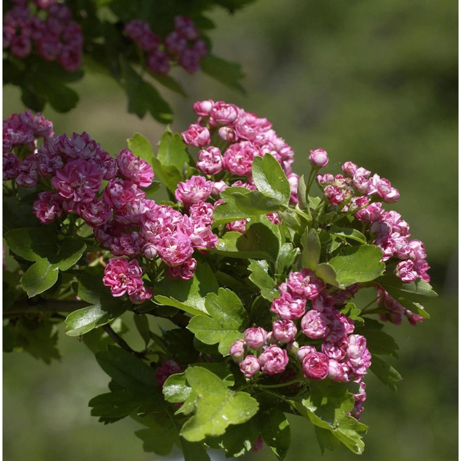 Echter Rotdorn Paul Scarlet 100-125cm - Crataegus laevigata günstig online kaufen