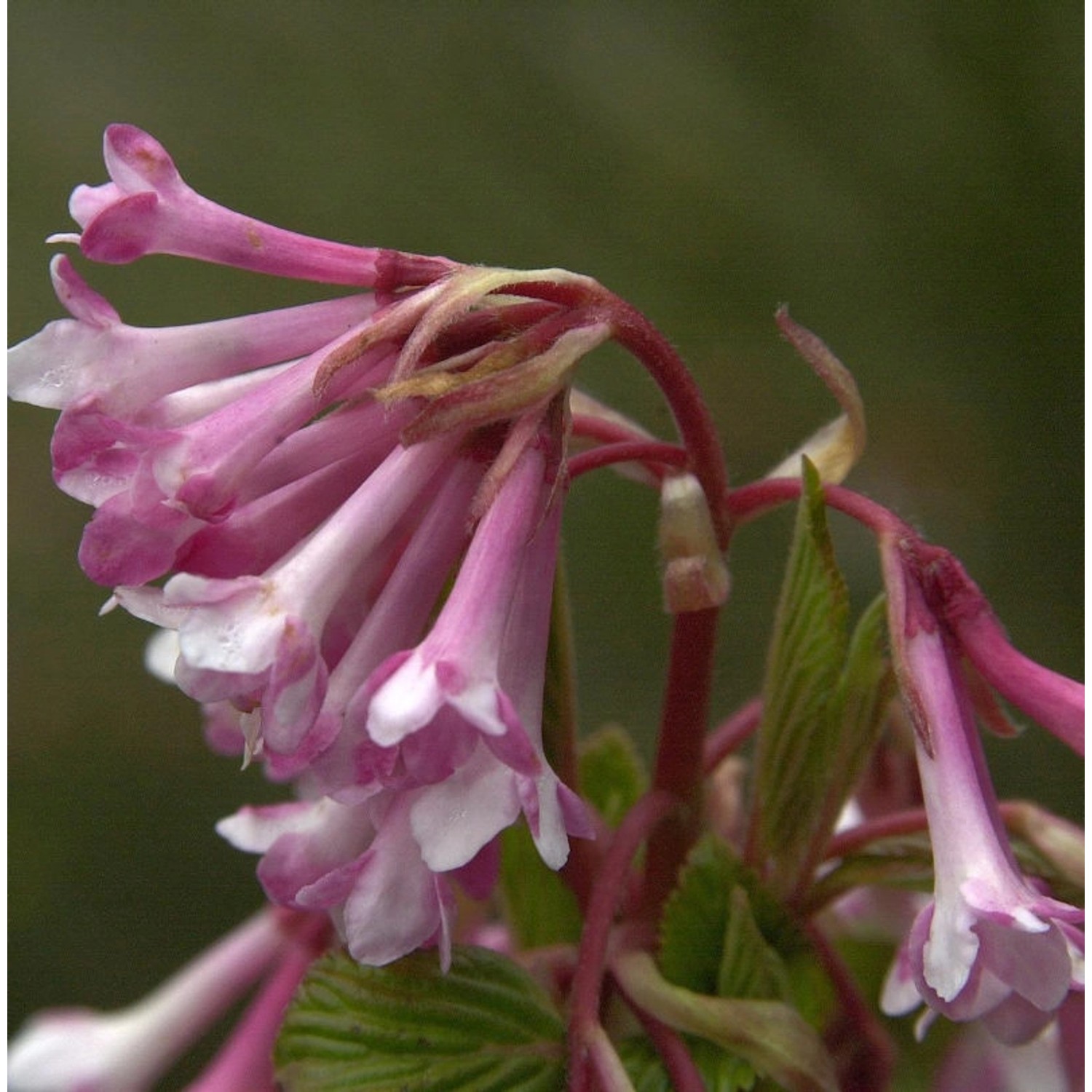 Winterschneeball Charles Lamont 100-125cm - Viburnum bodnantense günstig online kaufen