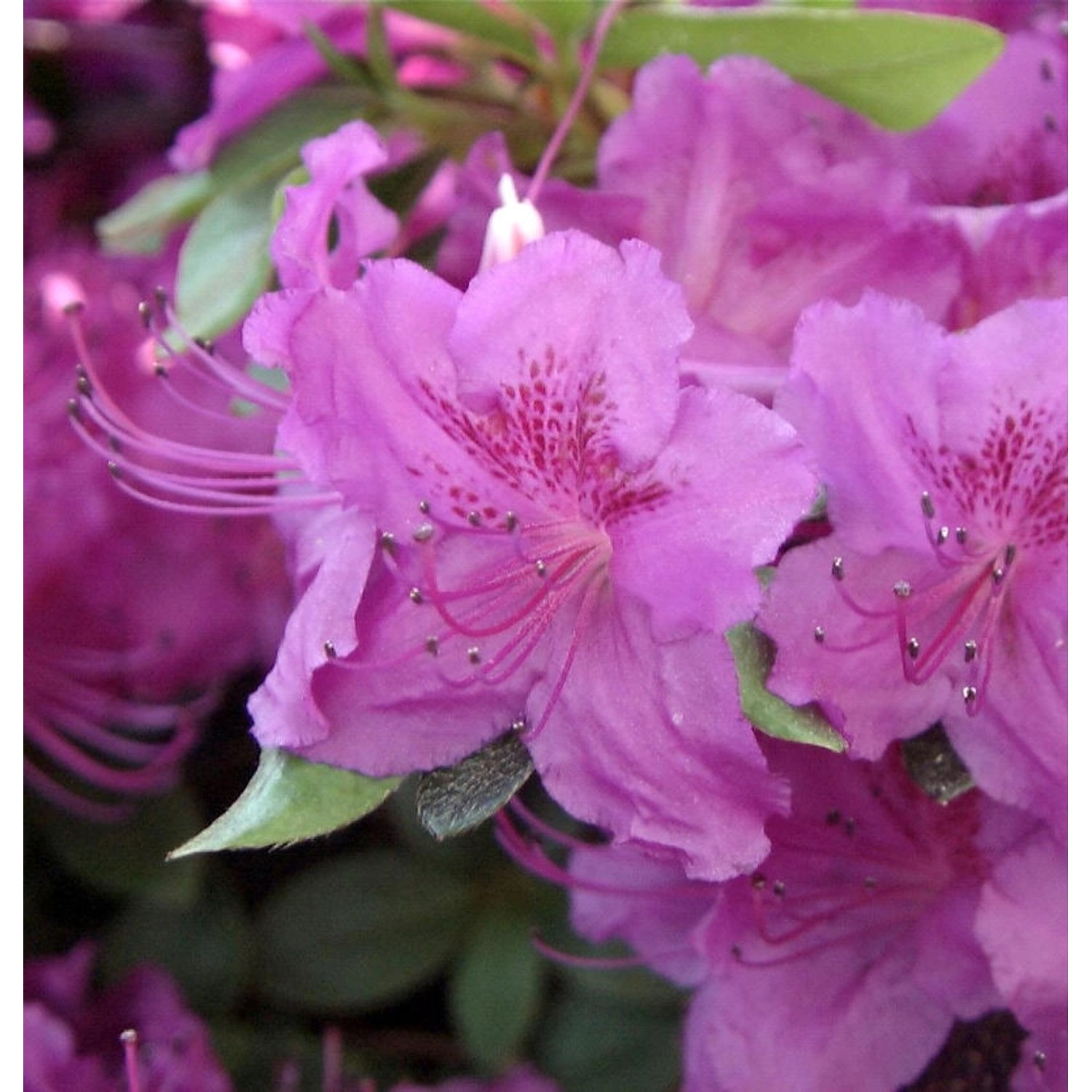 Japanische Azalee Königstein 15-20cm - Rhododendron obtusum - Alpenrose günstig online kaufen