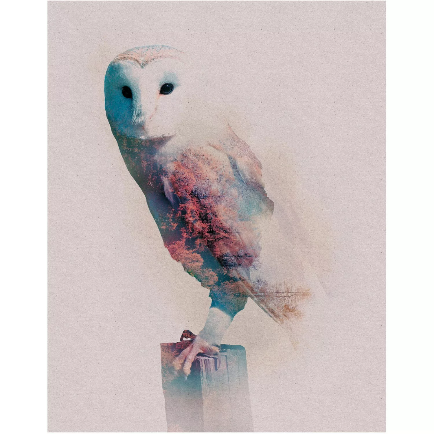 Komar Wandbild Animals Forest Owl 40 x 50 cm günstig online kaufen