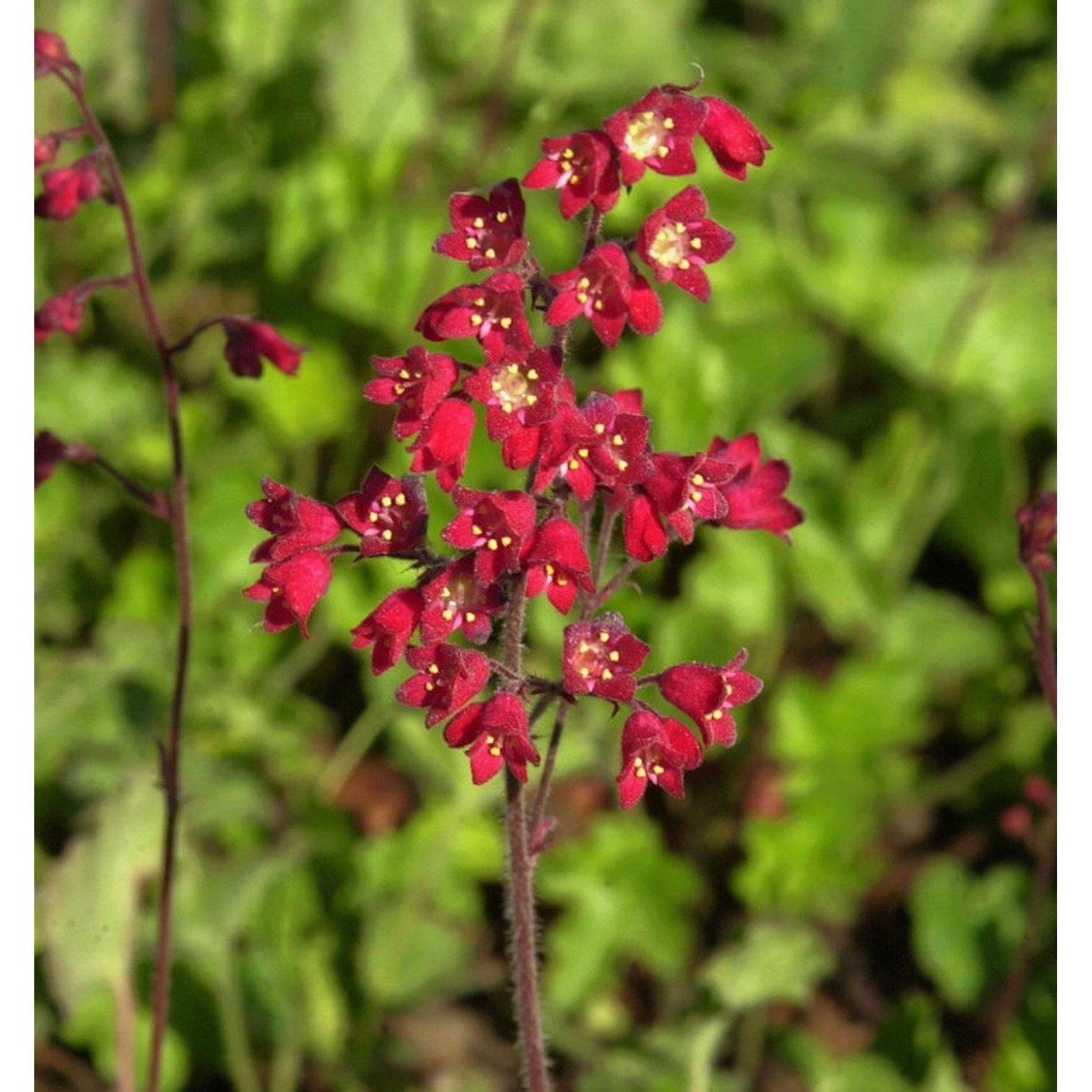 Purpurglöckchen Leuchtkäfer - Heuchera sanguinea günstig online kaufen