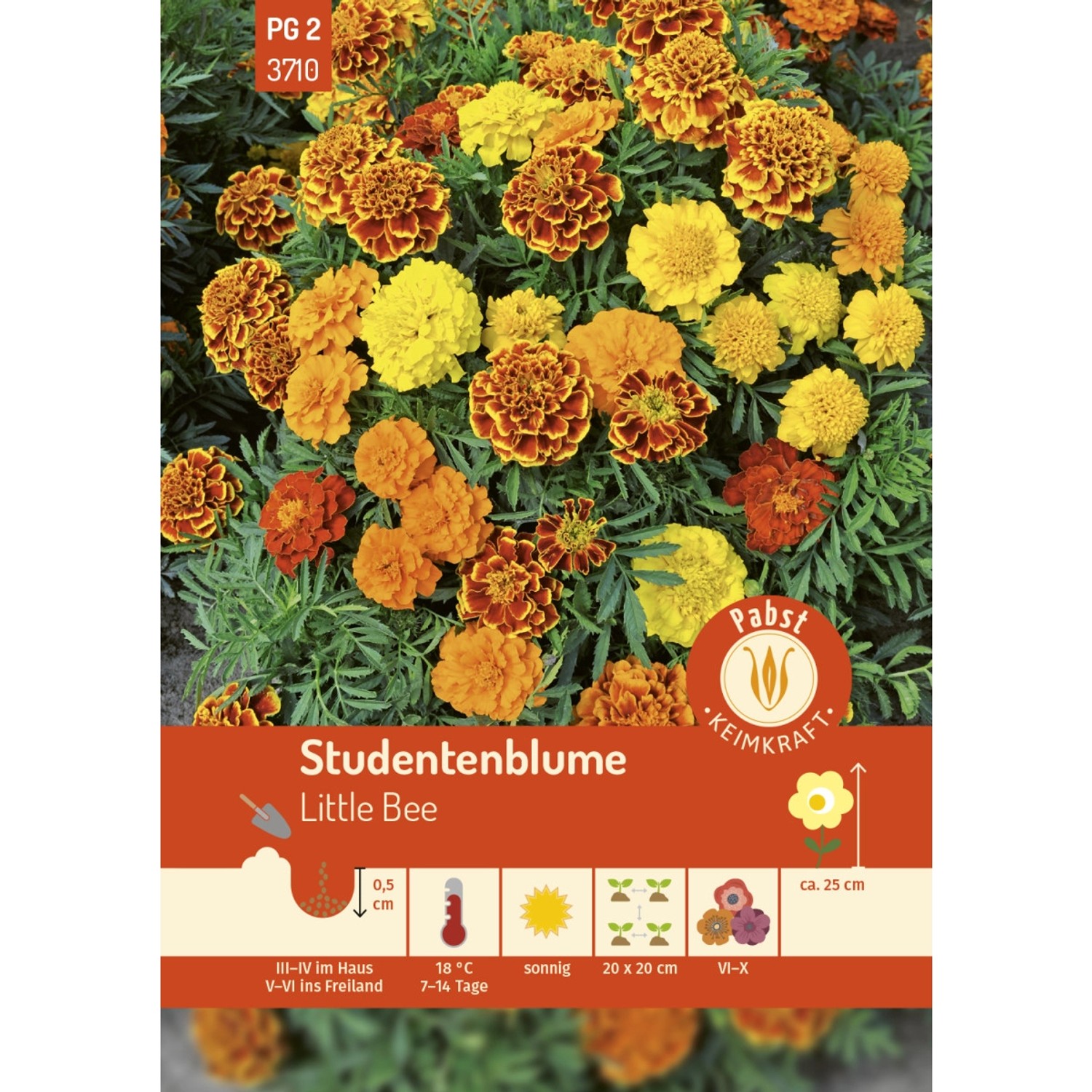 Pabst Keimkraft Studentenblume Little Bee Saatgut günstig online kaufen