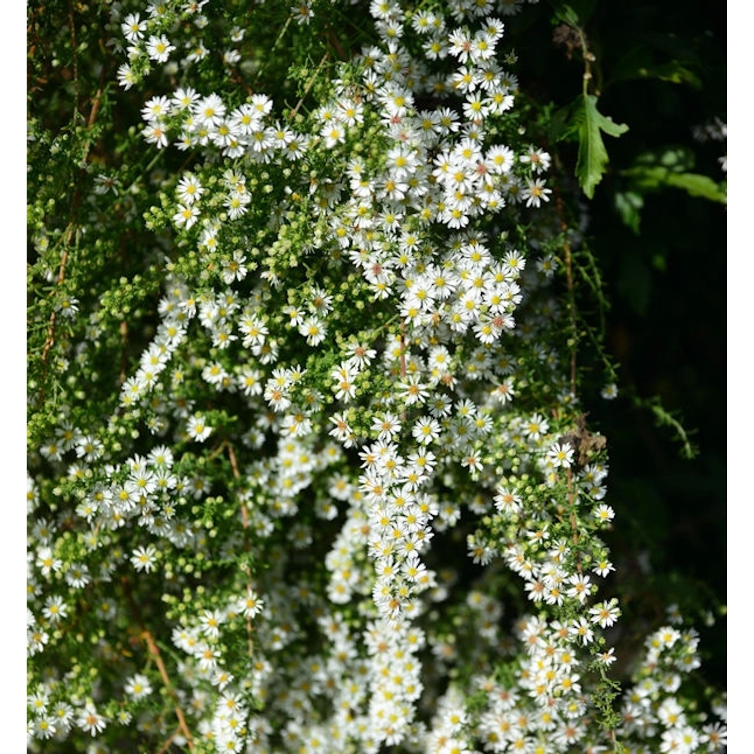 Myrtenaster Schneetanne - Aster ericoides günstig online kaufen