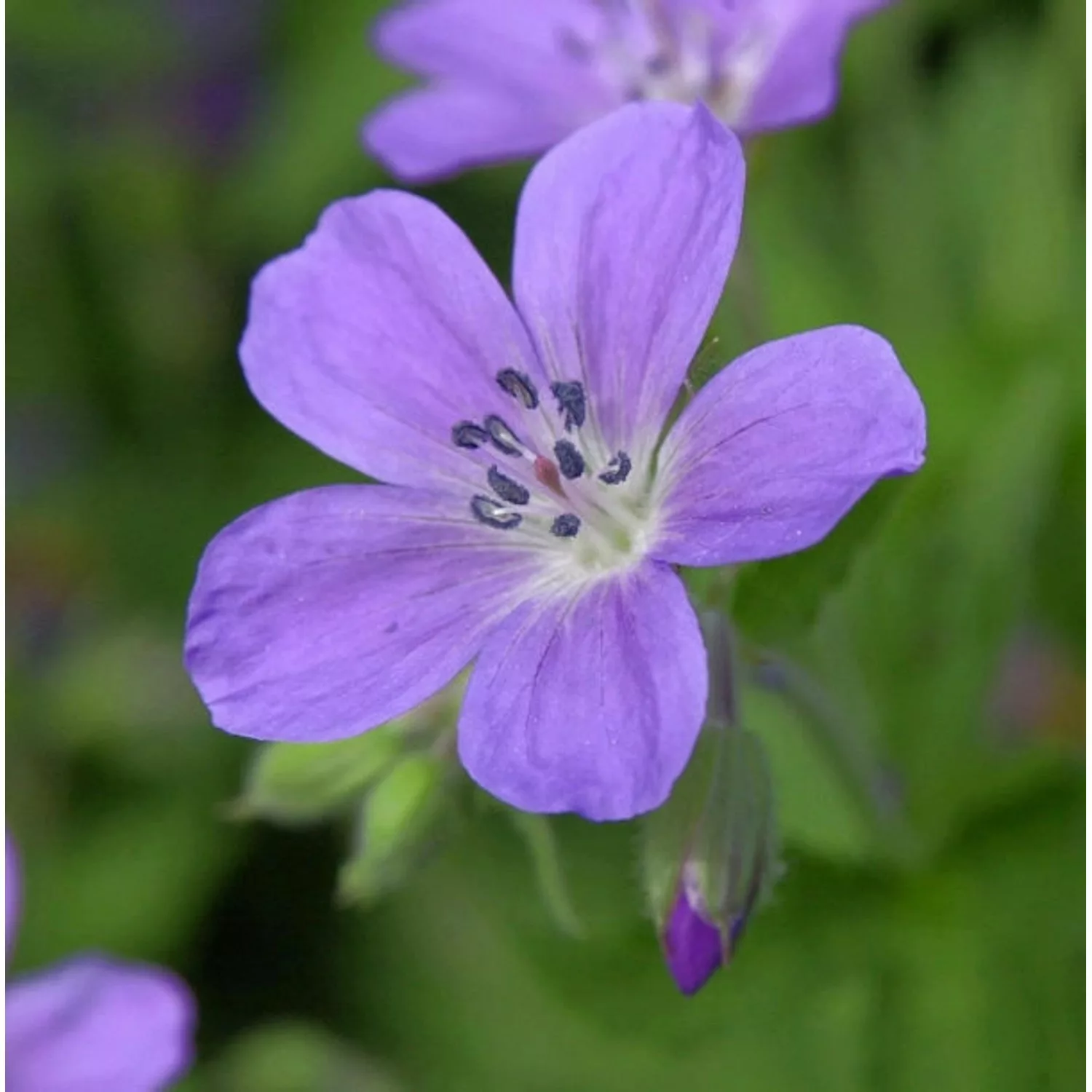 Waldstorchschnabel Birch Lilac - Geranium sylvaticum günstig online kaufen