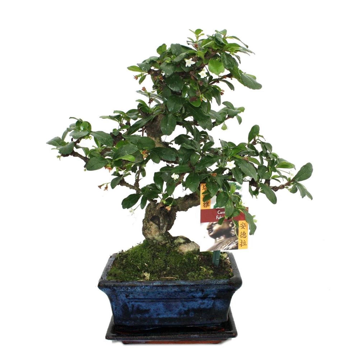 Exotenherz Bonsai Fukientee Carmona Microphylla ca. 6 Jahre günstig online kaufen