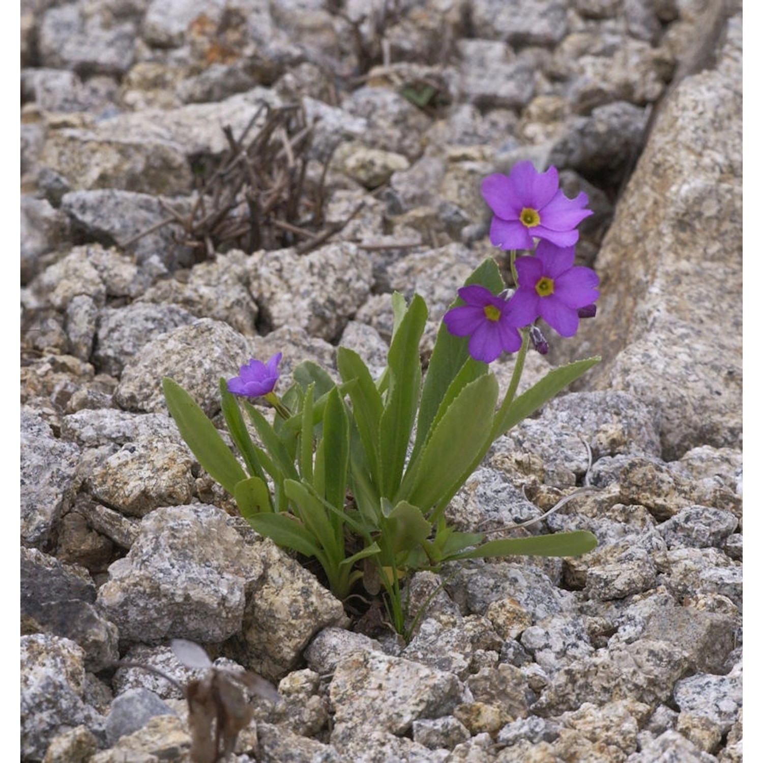 Parrys Primel - Primula parryi günstig online kaufen