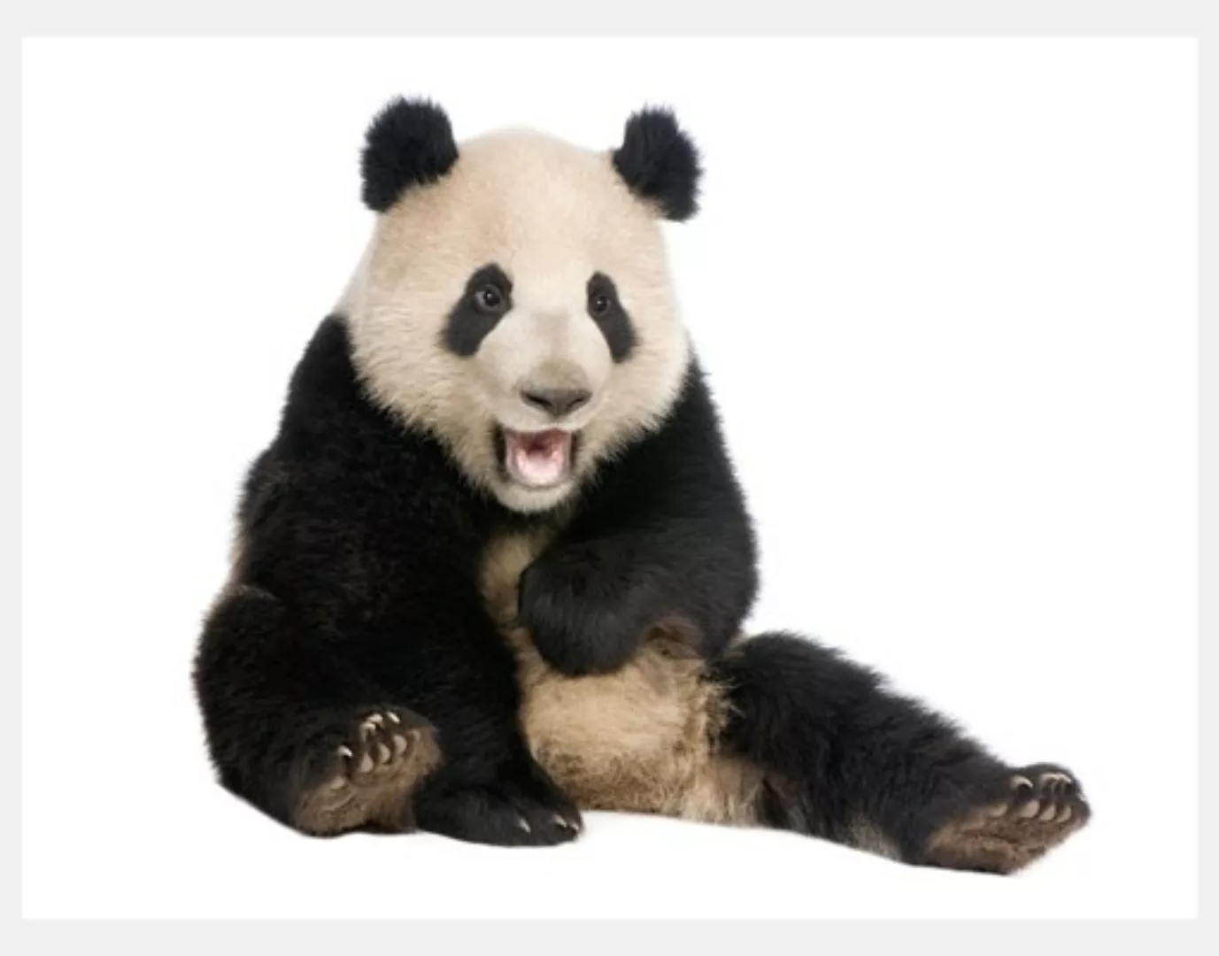 Fensterfolie Lachender Panda günstig online kaufen