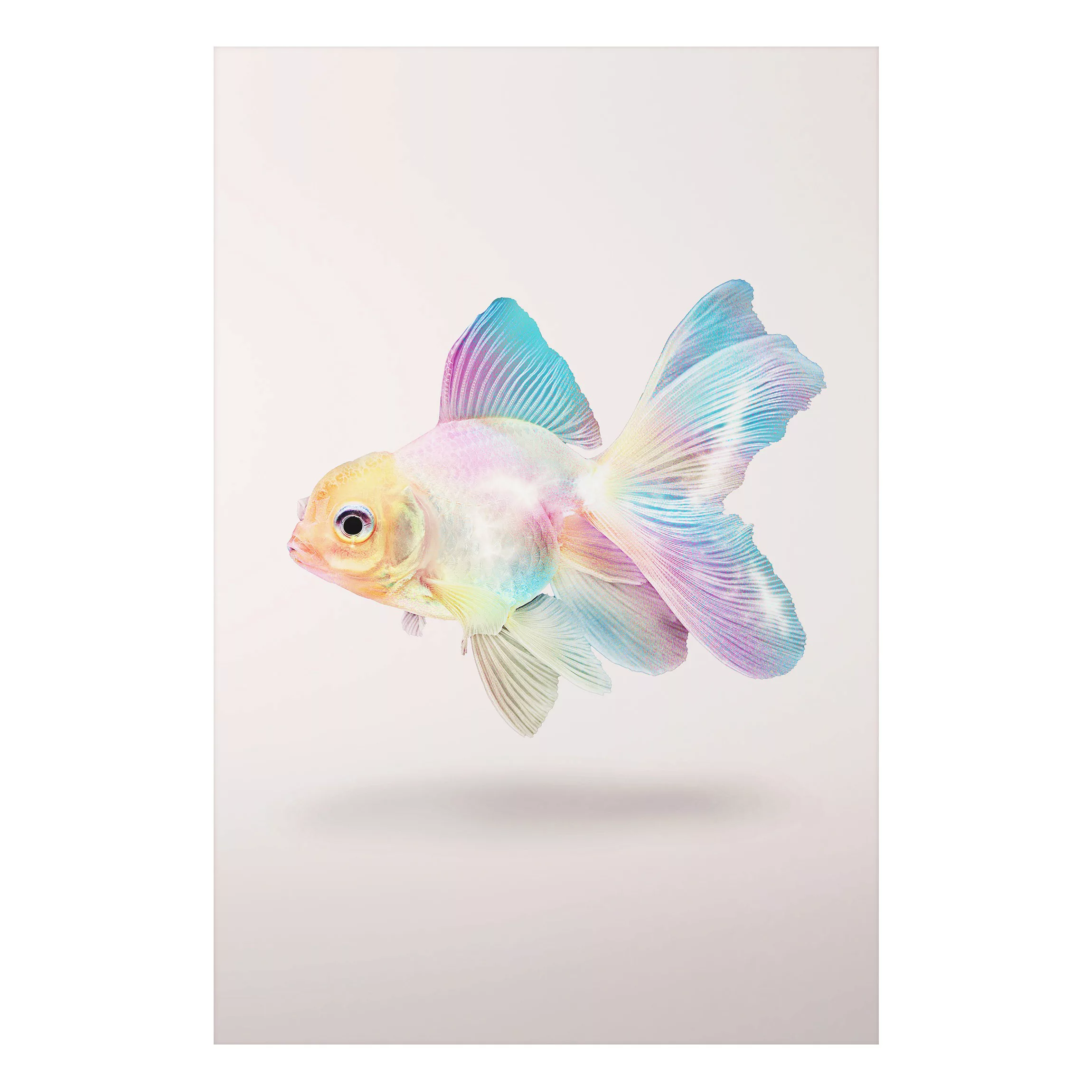 Alu-Dibond Bild Kunstdruck - Hochformat 2:3 Fisch in Pastell günstig online kaufen