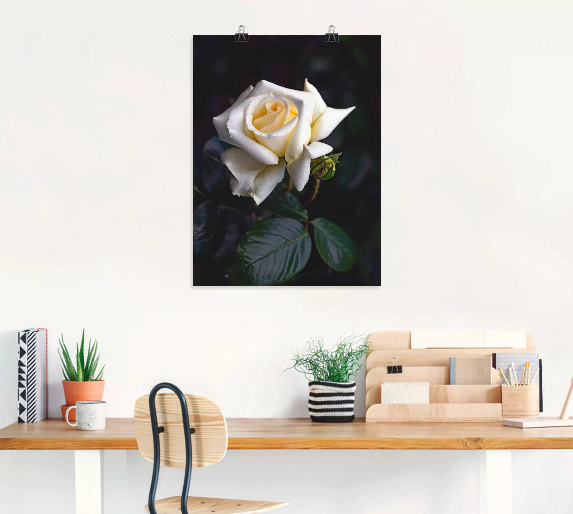 Artland Wandbild "Weiß-gelbe Rose", Blumen, (1 St.), als Leinwandbild, Post günstig online kaufen