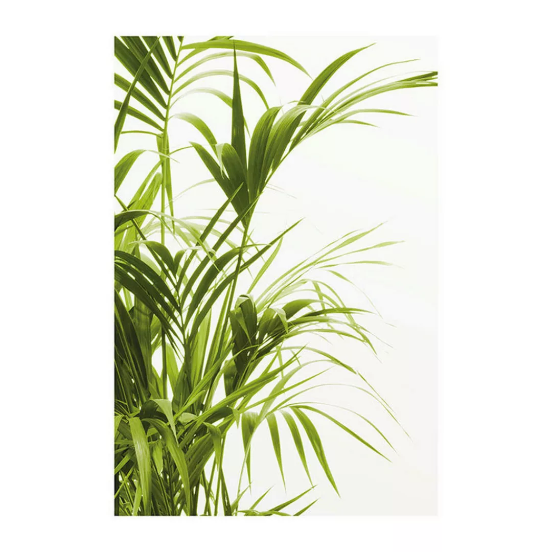 KOMAR Wandbild - Reed Leaves - Größe: 50 x 70 cm mehrfarbig Gr. one size günstig online kaufen