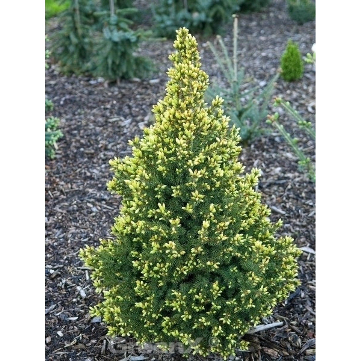 Zuckerhut Fichte Perfecta 20-30cm - Picea glauca günstig online kaufen