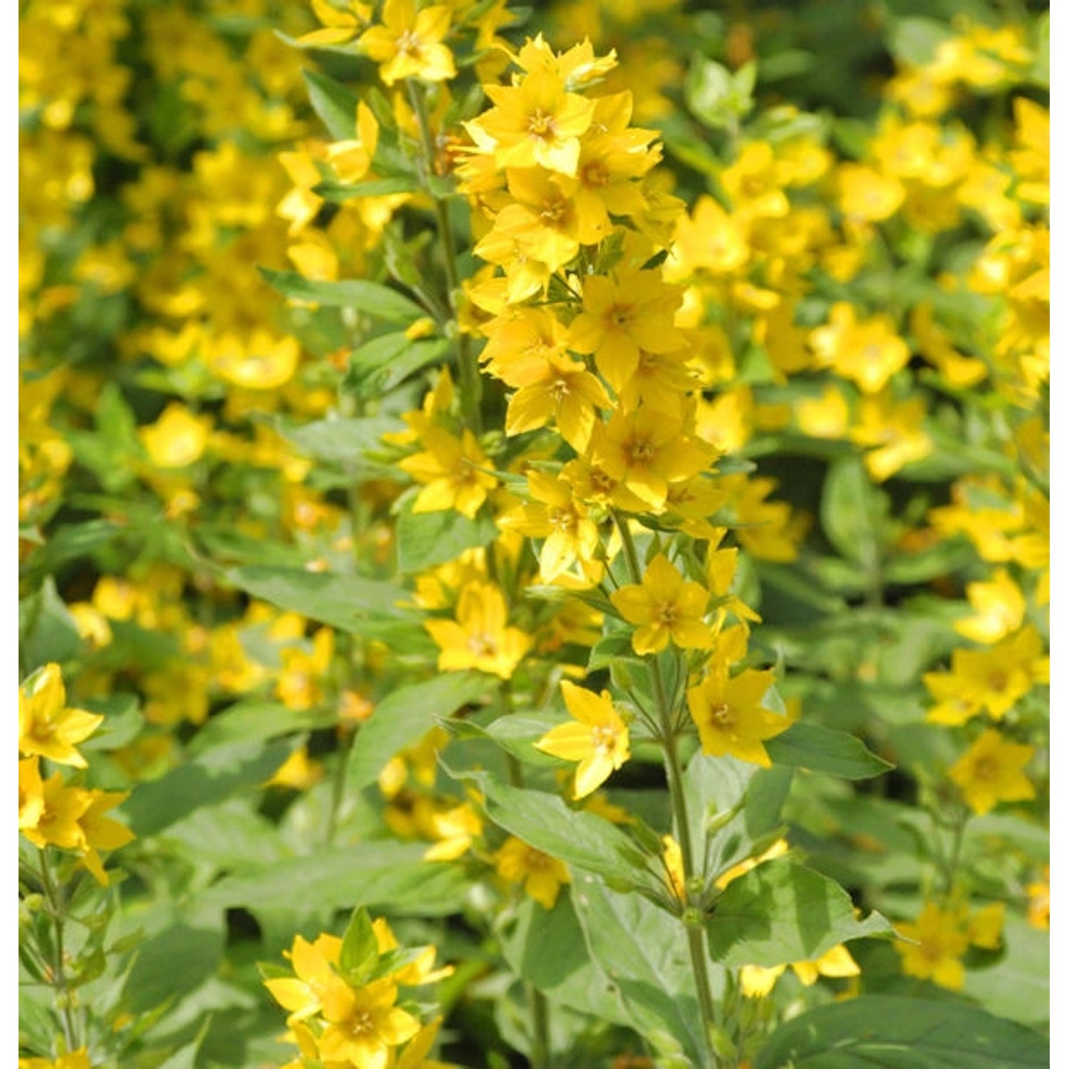 Gefleckter Gold Felberich - Lysimachia punctata günstig online kaufen