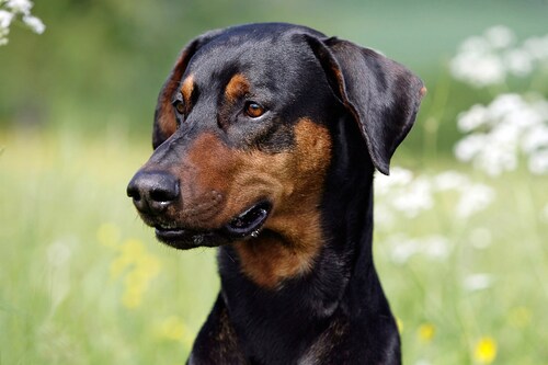 Papermoon Fototapete »Hund« günstig online kaufen