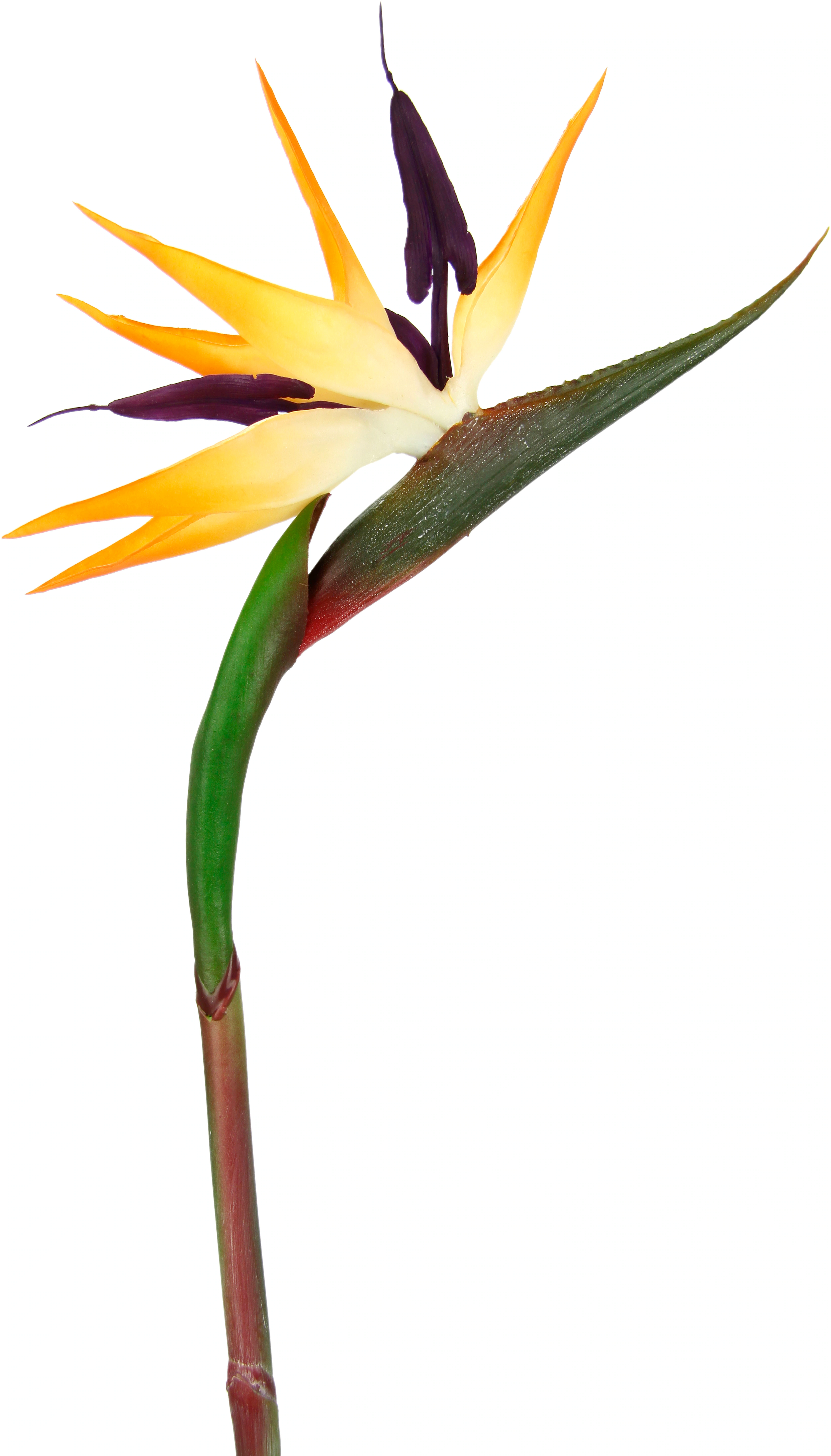 I.GE.A. Kunstblume "Künstliche Blume Strelitzie Paradiesvogelblume Exotisch günstig online kaufen