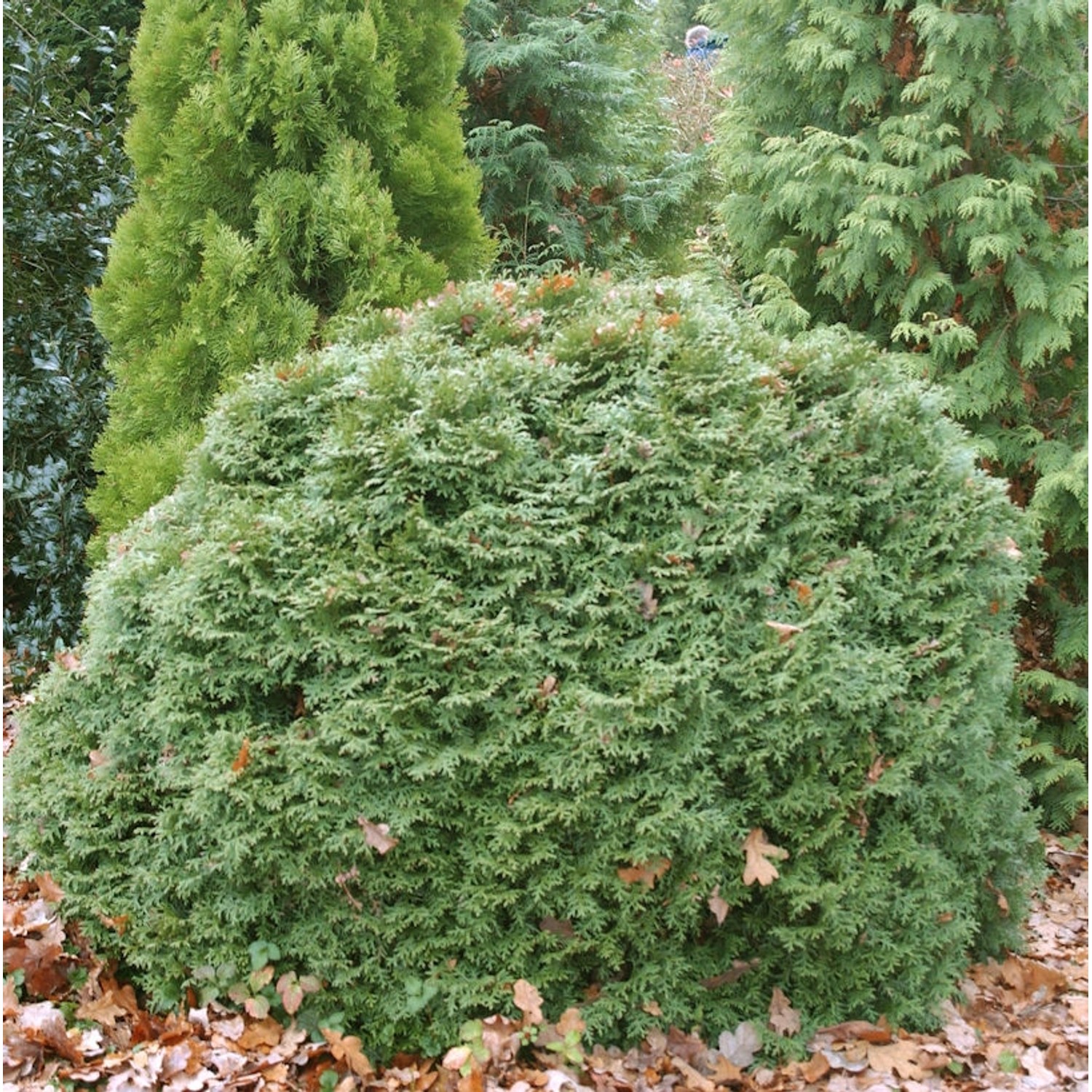 Kugel Lebensbaum Little Gigant 20-25cm - Thuja occidentalis günstig online kaufen