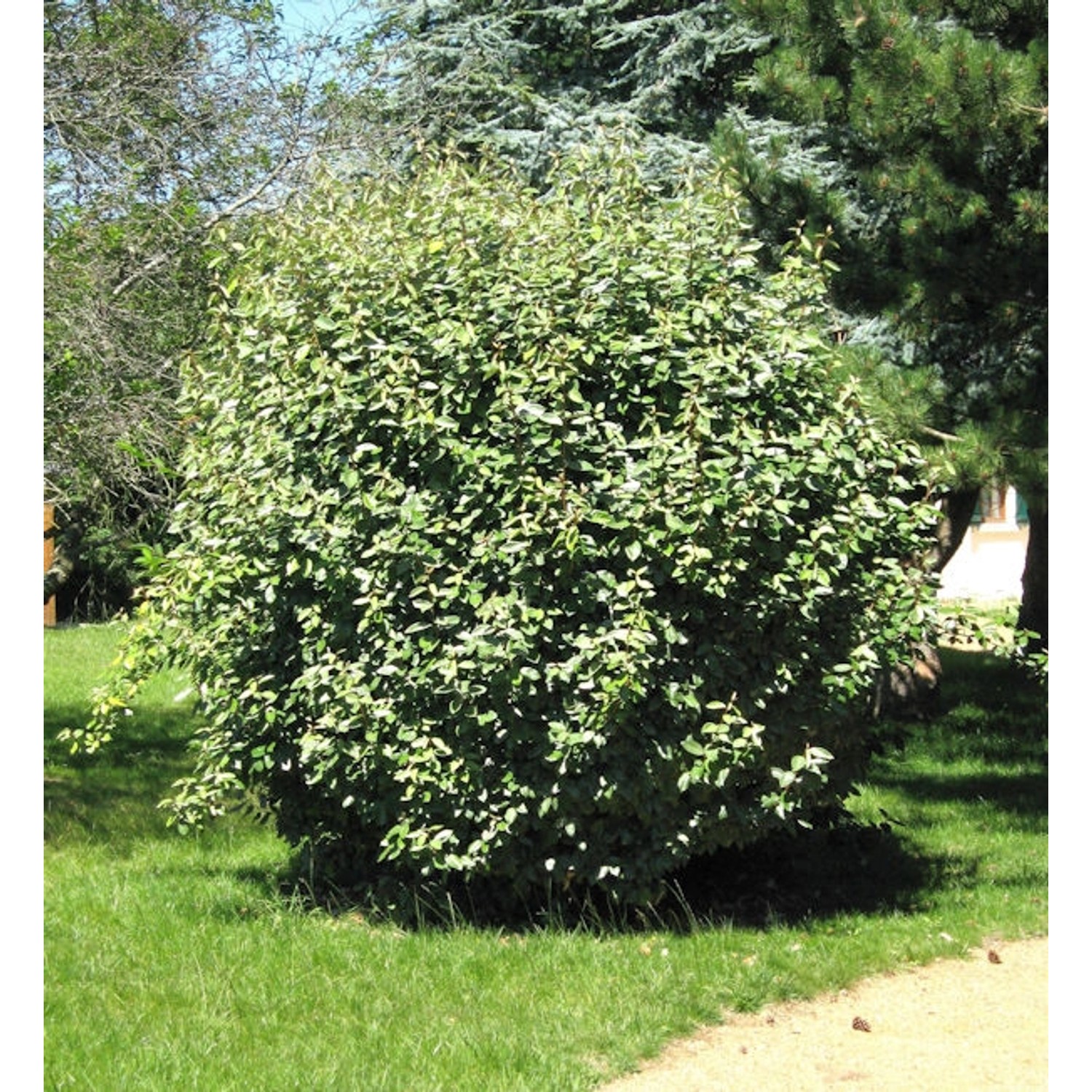 Wintergrüne Ölweide Compacta 100-125cm - Elaeagnus ebbingei günstig online kaufen