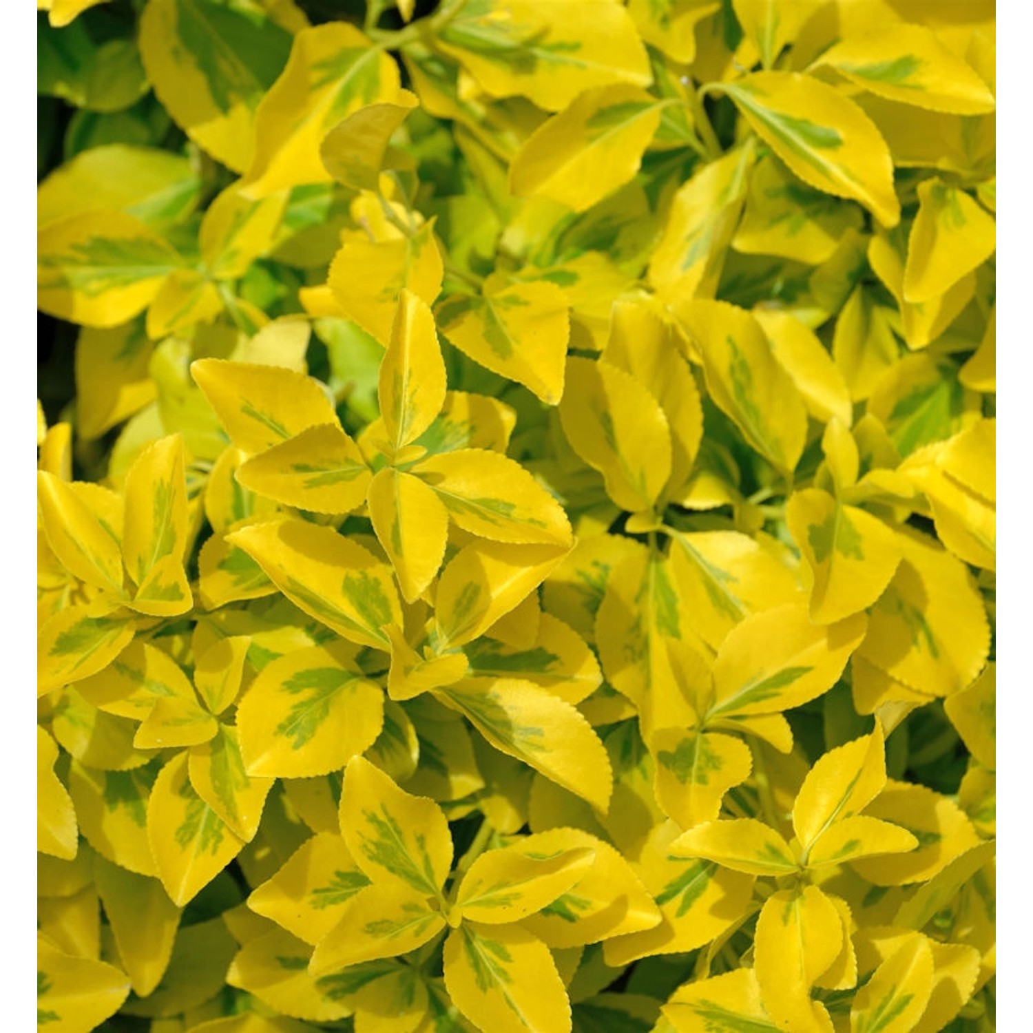 10x Goldbunte Kriechspindel Emerald Gold 10-15cm - Euonymus fortunei günstig online kaufen