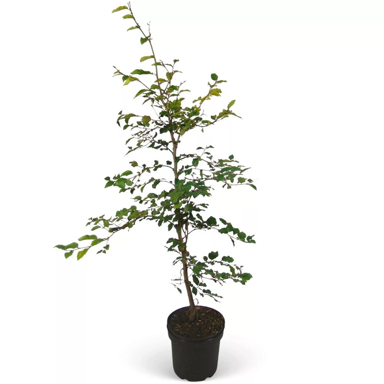 Rotbuche Set à 50 Stück Höhe ca. 80 - 100 cm Topf ca. 2 l Fagus sylvatica günstig online kaufen