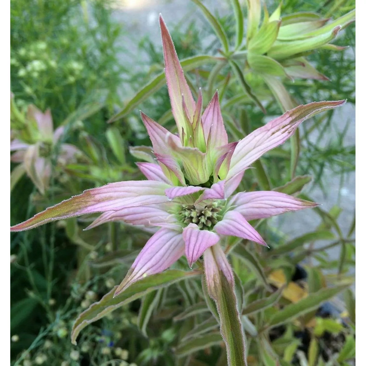 Punktierte Bergamotte - Monarda punctata günstig online kaufen