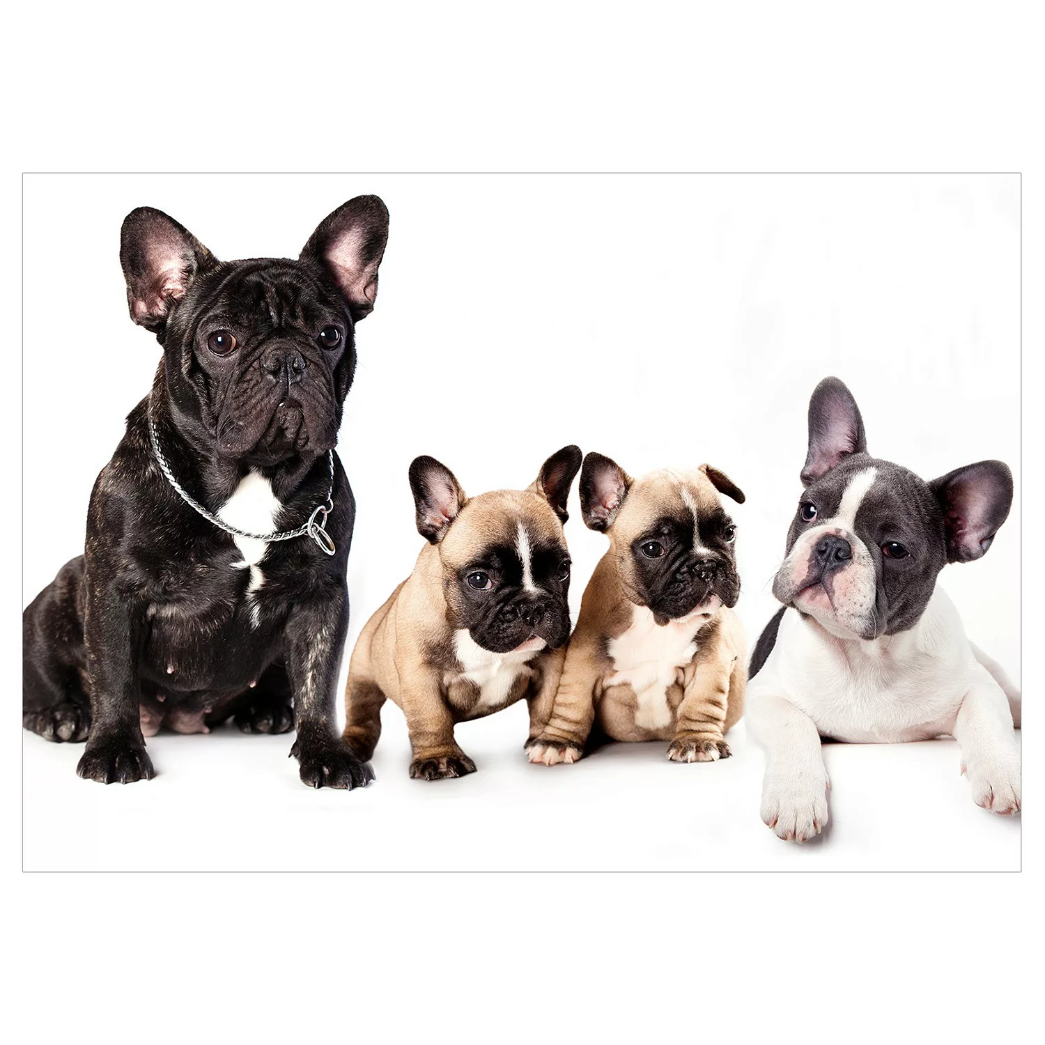 Fototapete - French Dogs günstig online kaufen