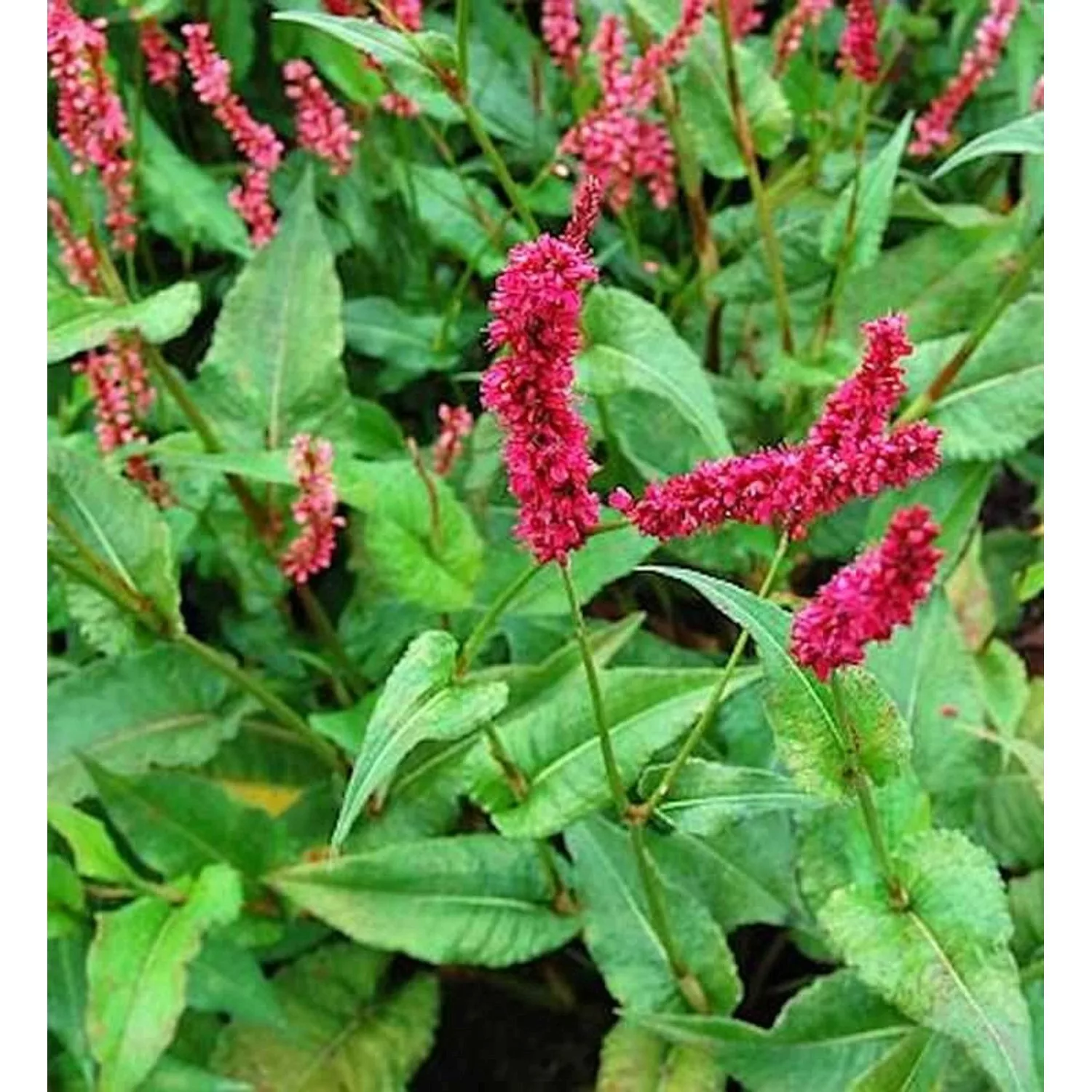 Kerzenknöterich Fat Domino - Persicaria amplexicaulis günstig online kaufen