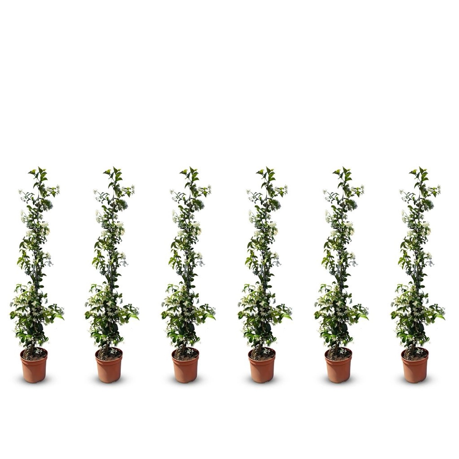 Sunny-Tree Toskanischer Jasmin 6 Stück Kletterpflanze und Außenpflanze  Wid günstig online kaufen