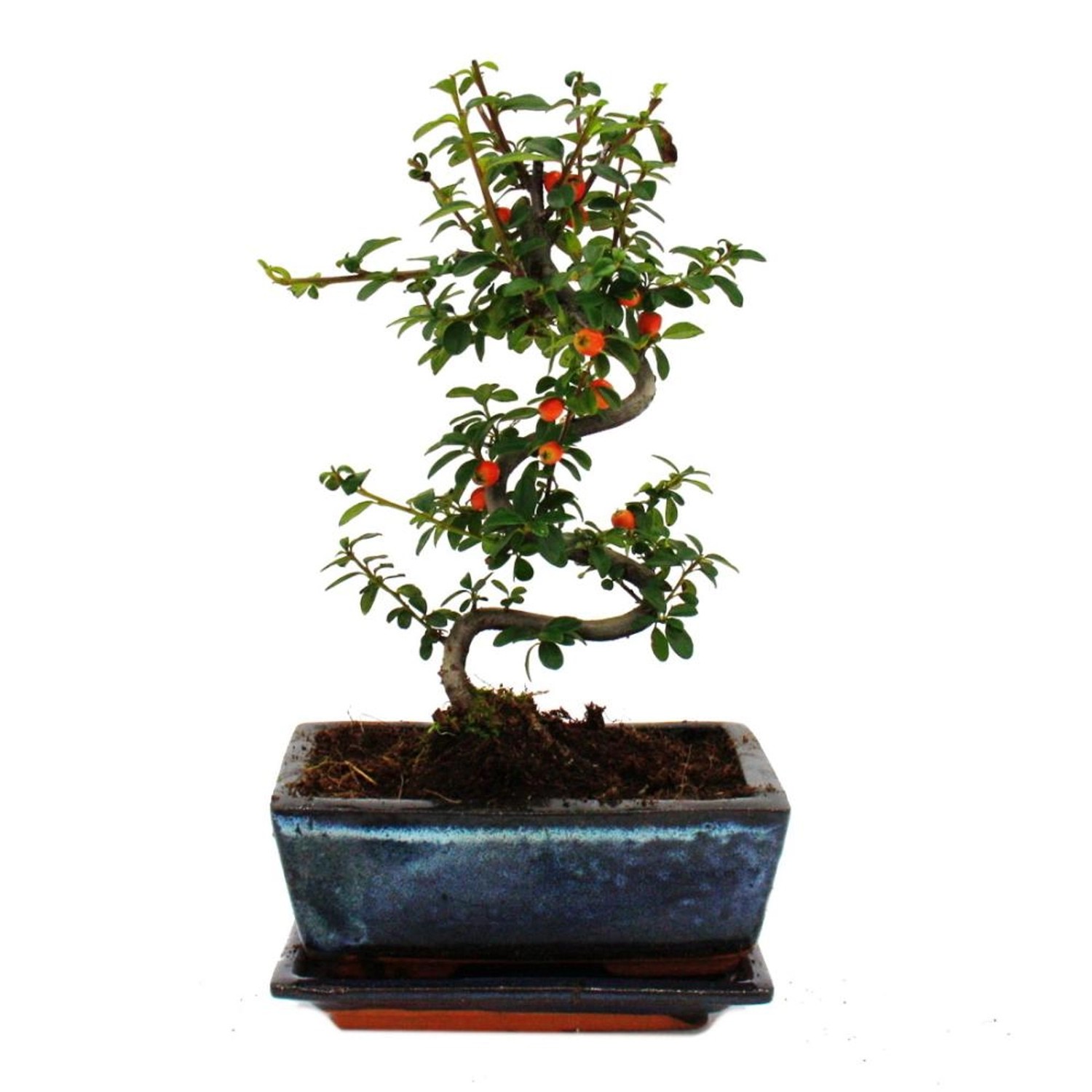 Exotenherz Outdoor-Bonsai Cotoneaster Zwergmispel ca. 3-4 Jahre Incl. Unter günstig online kaufen