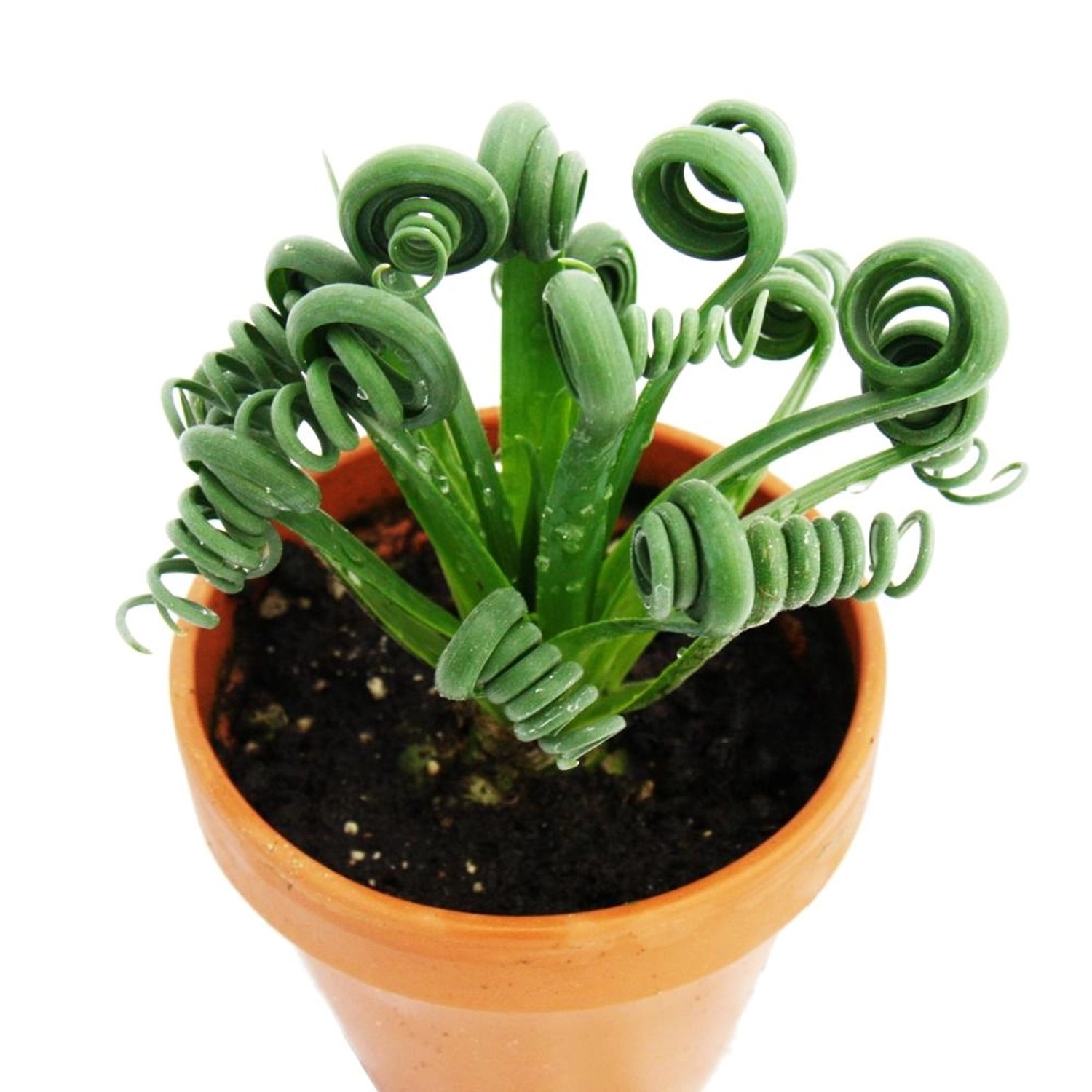 Exotenherz Albuca Spiralis Frizzle Sizzle Ausgefallenes Zwiebelgewächs günstig online kaufen