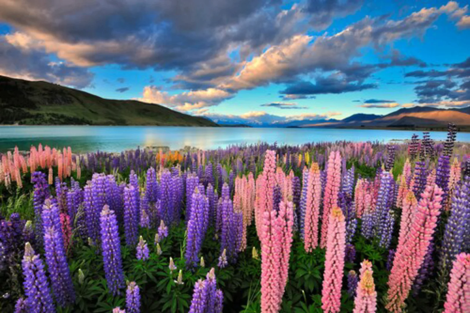 Papermoon Fototapete »See Tekapo Lupinen« günstig online kaufen