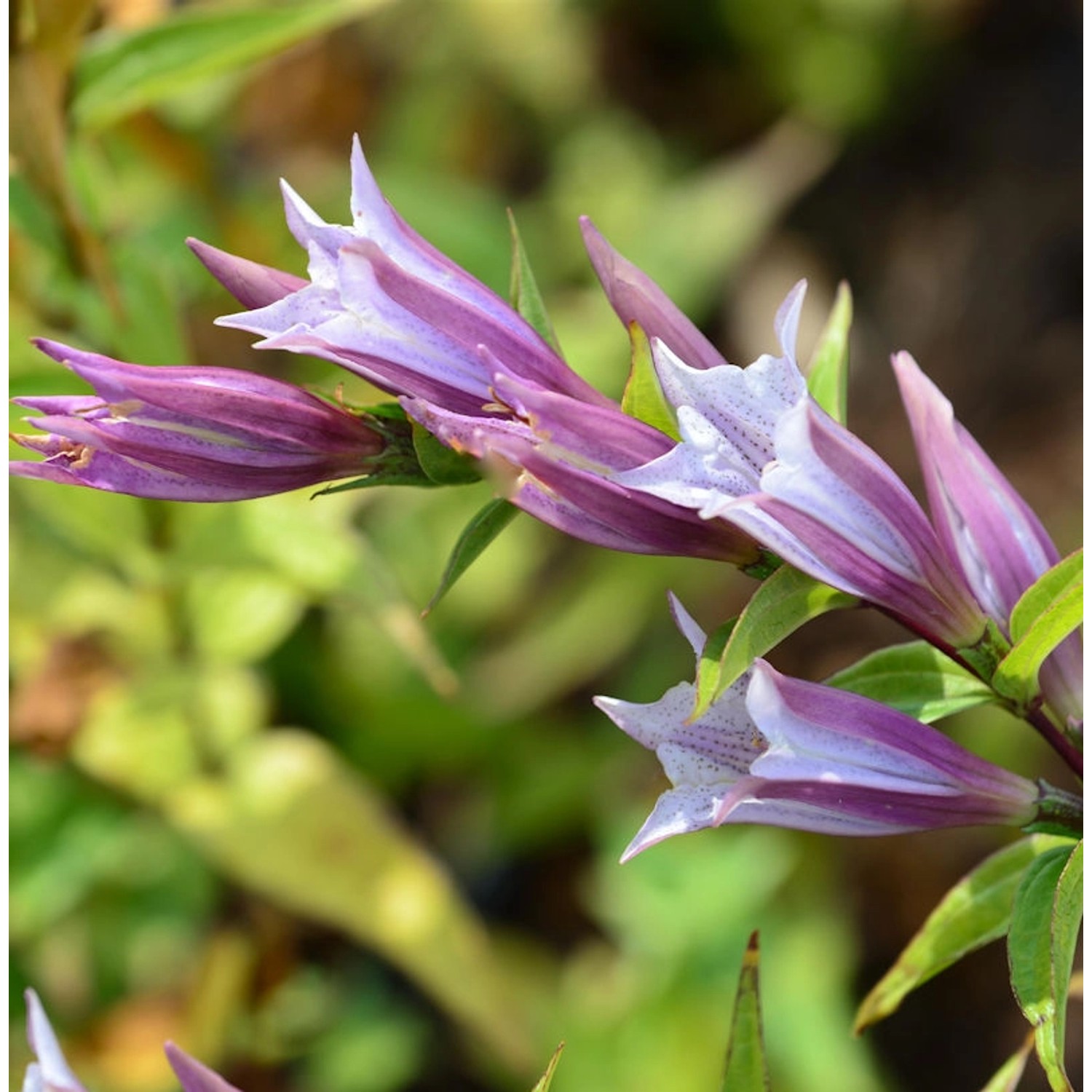 Schwalbenwurz Enzian Pink Swallow - Gentiana asclepiadea günstig online kaufen