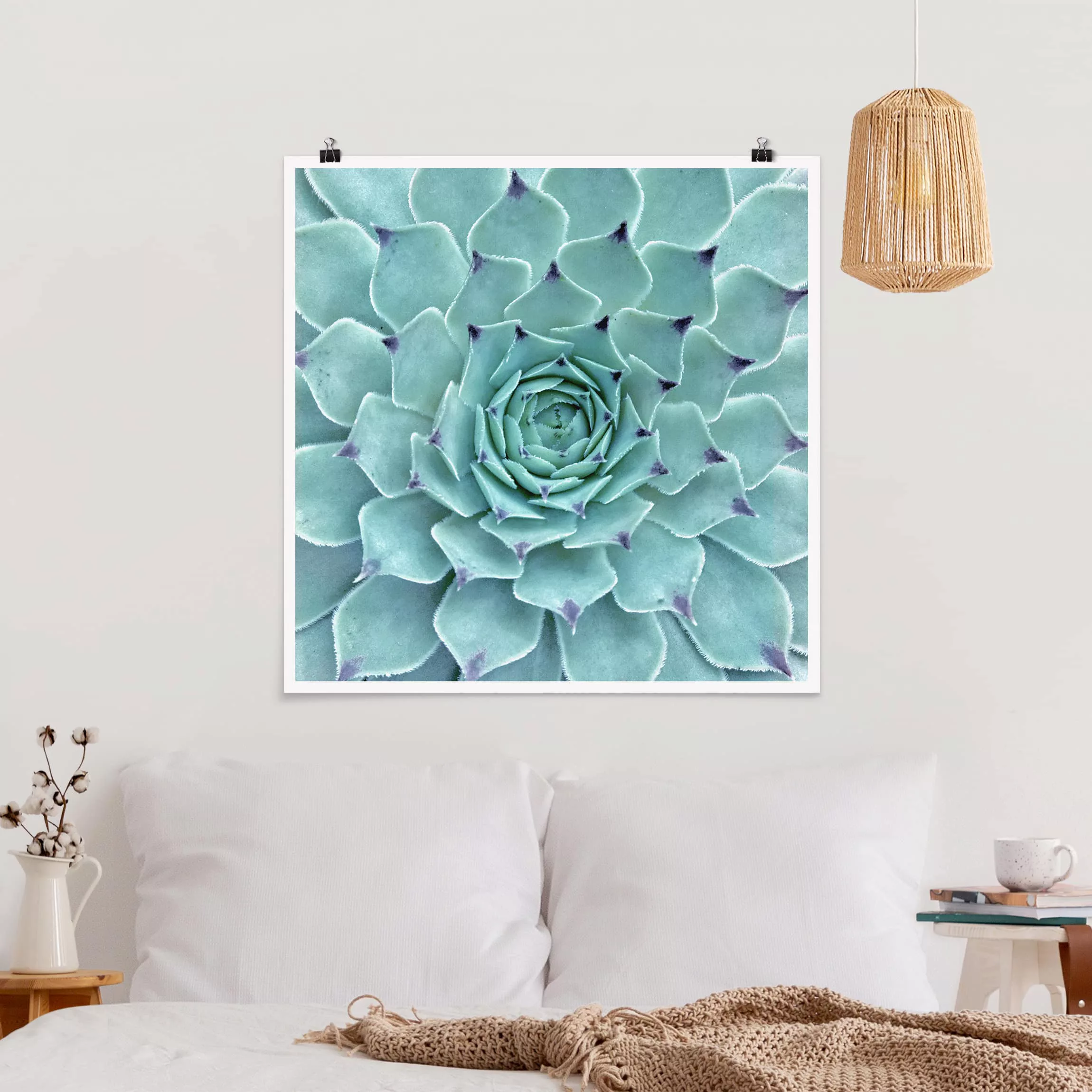 Poster Blumen - Quadrat Kaktus Agave günstig online kaufen