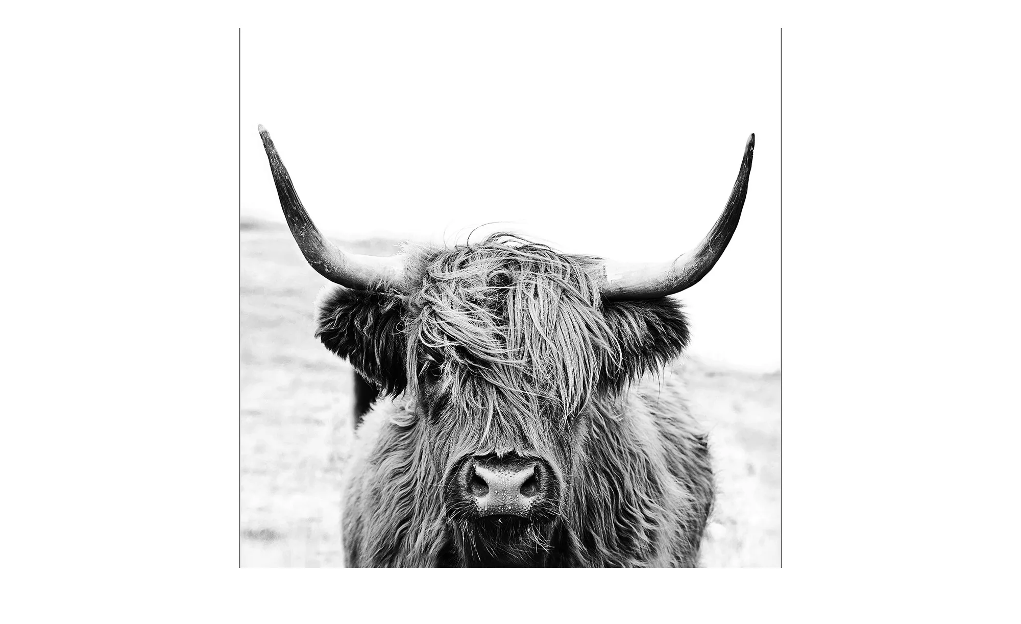 Glasbild 50x50 cm  Scott.Highland Cattle ll - 50 cm - 50 cm - Sconto günstig online kaufen