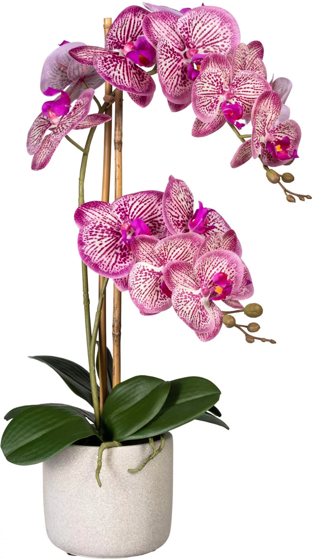 Creativ green Kunstorchidee "Phalaenopsis", im Zementtopf günstig online kaufen