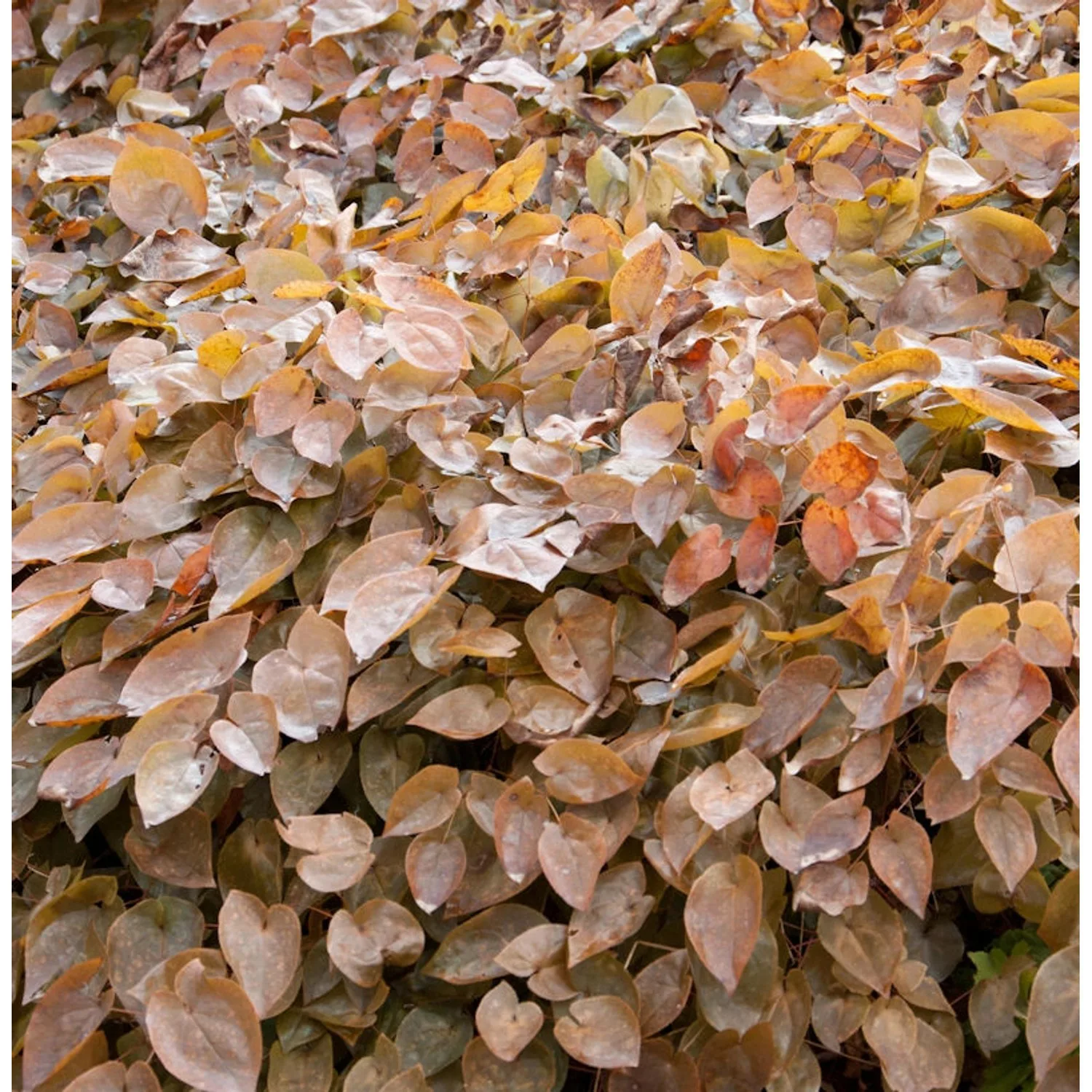 Algerische Elfenblume - Epimedium perralderianum günstig online kaufen