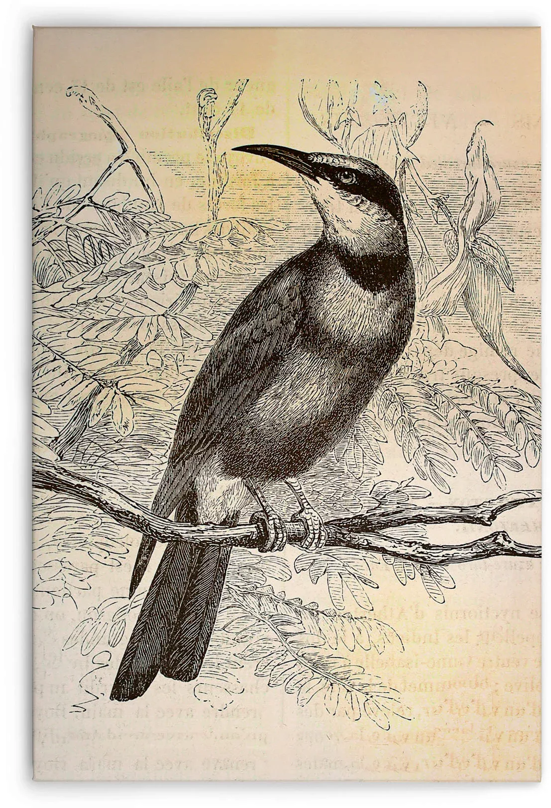 Bricoflor Vintage Leinwand Bild Mit Vogel Gezeichnet 20Er Jahre Wandbild In günstig online kaufen