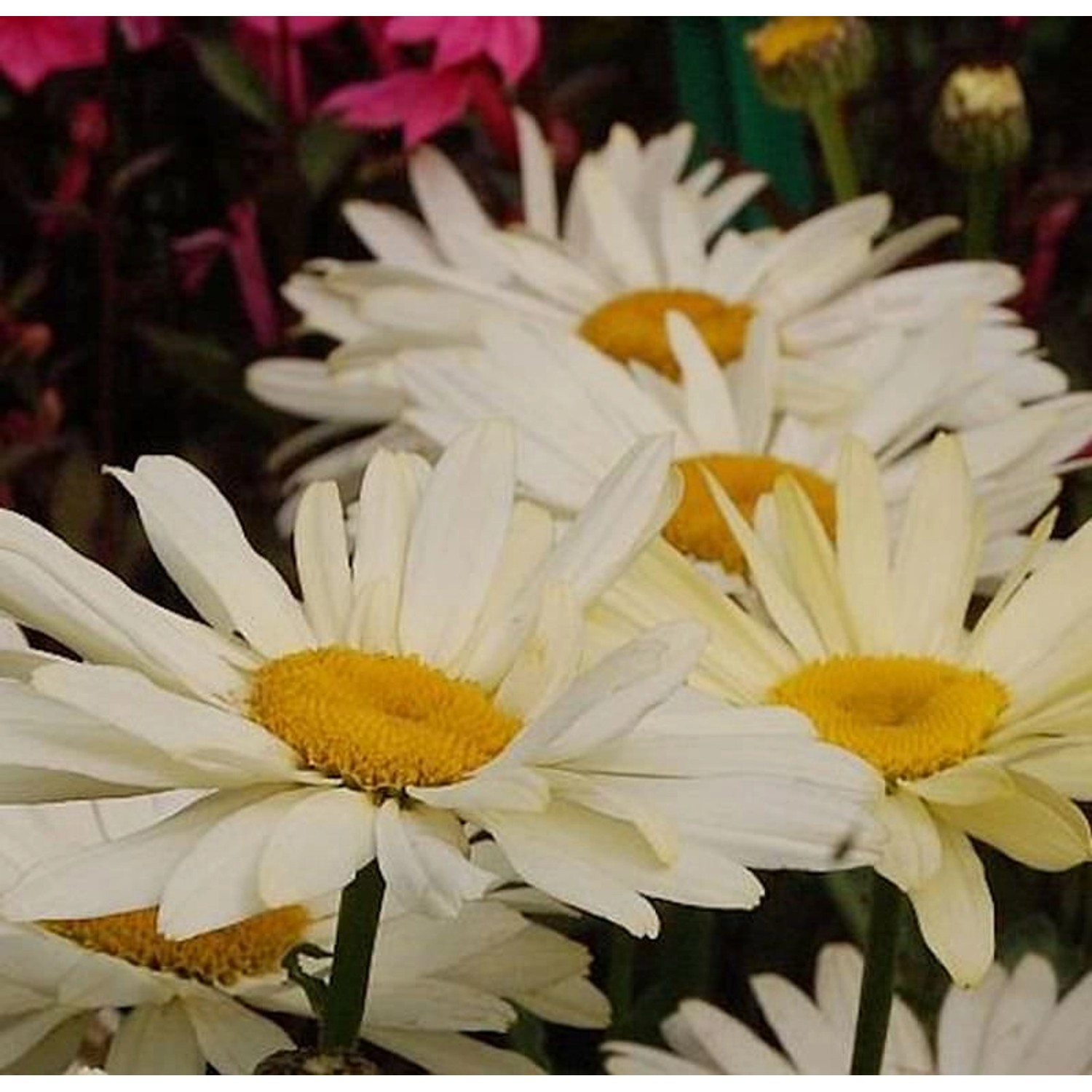 Gartenmargerite Banana Cream - Leucanthemum superbum günstig online kaufen