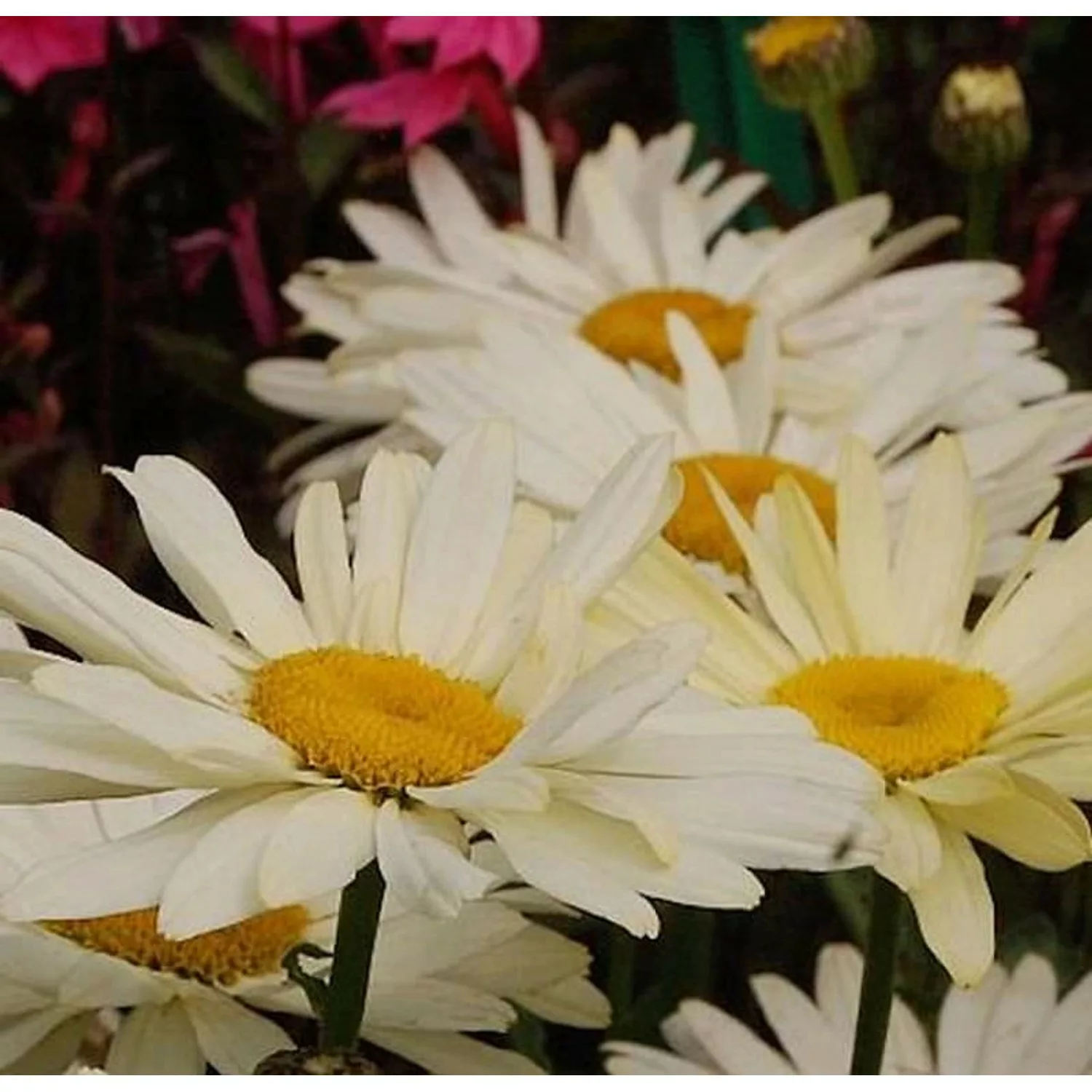 Gartenmargerite Banana Cream - Leucanthemum superbum günstig online kaufen