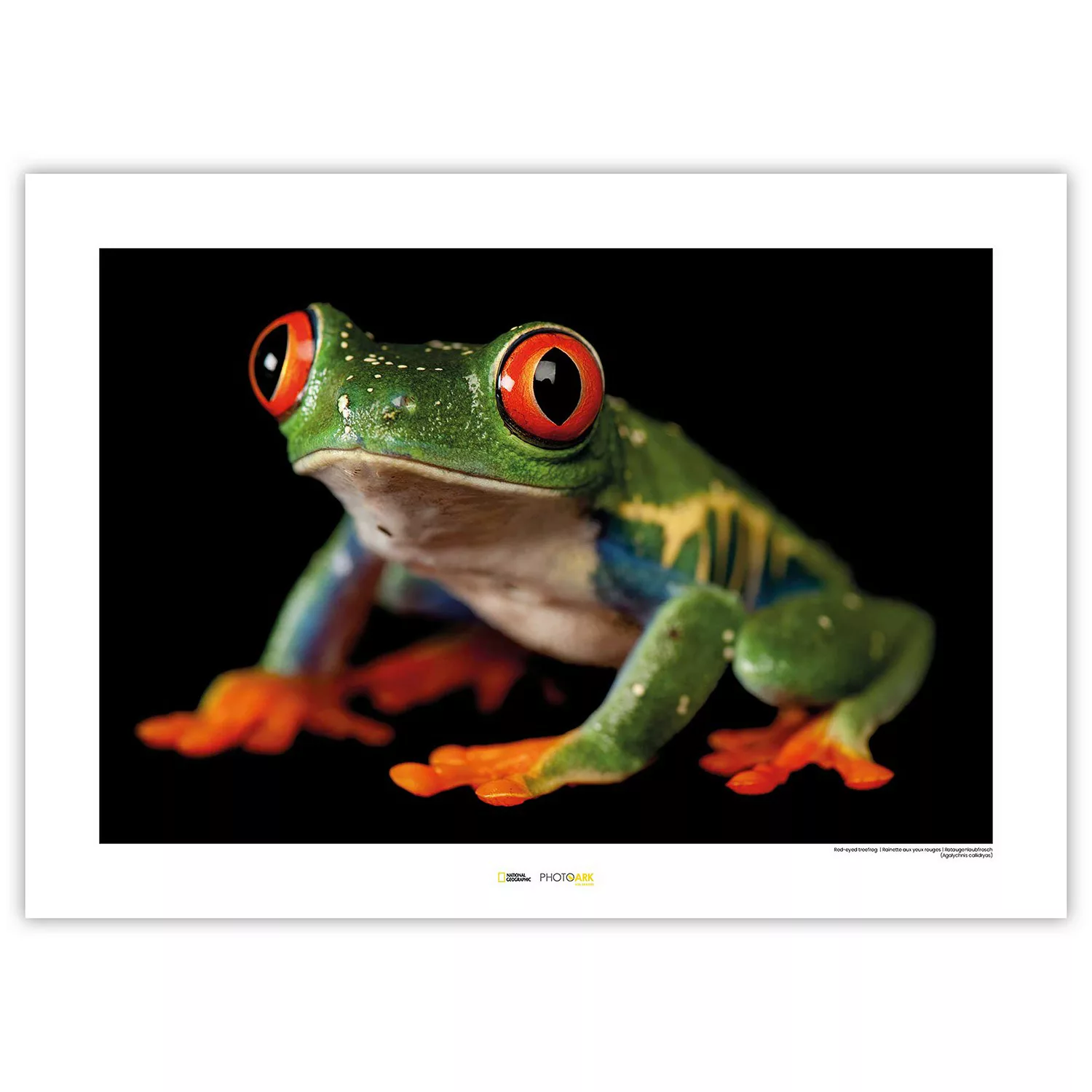 KOMAR Wandbild - Red-eyed Treefrog - Größe: 70 x 50 cm mehrfarbig Gr. one s günstig online kaufen