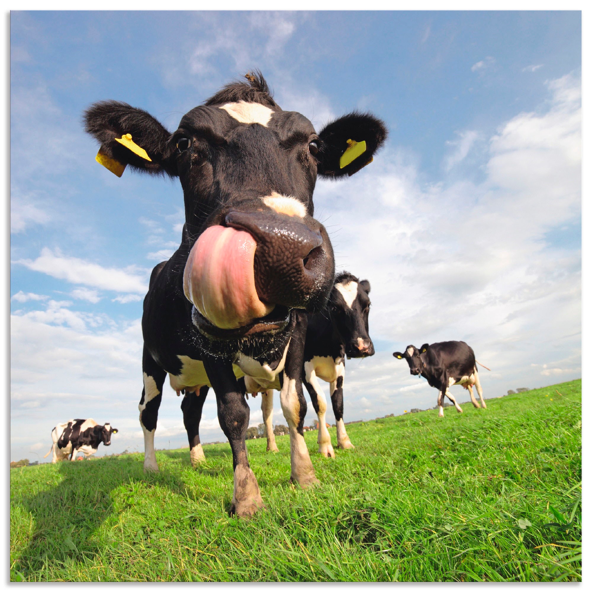 Artland Wandbild "Holstein-Kuh mit gewaltiger Zunge", Haustiere, (1 St.), a günstig online kaufen