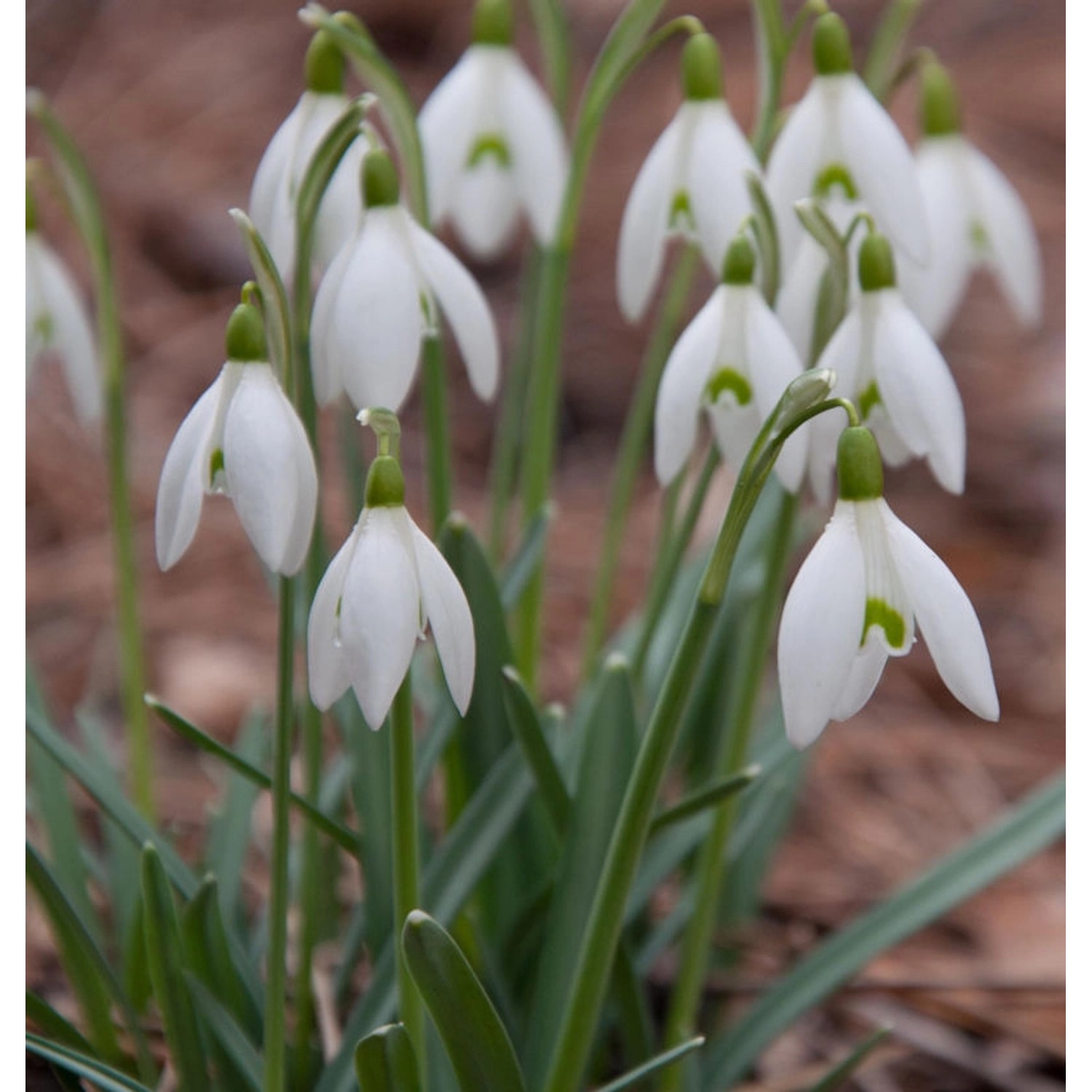 Schneeglöckchen - Galanthus nivalis günstig online kaufen