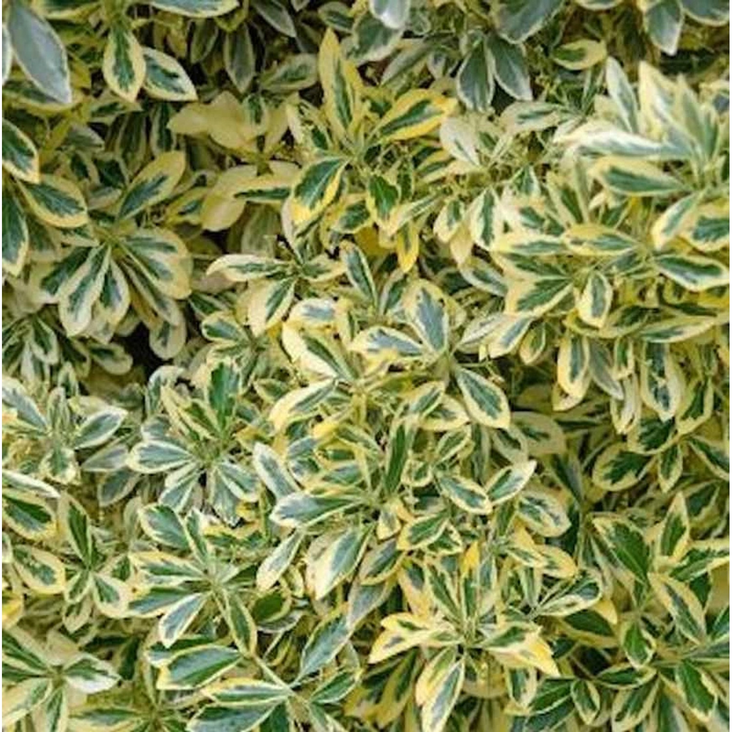 Gelbbunter Japanischer Spindelstrauch 30-40cm - Euonymus japonicus Aureomar günstig online kaufen